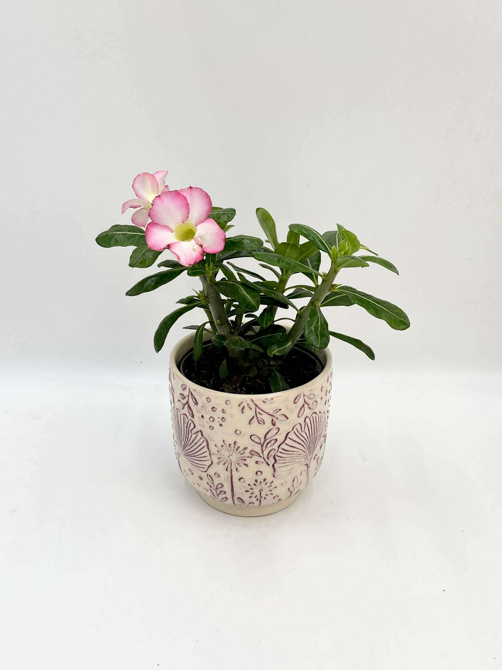 Adenium Obesum Pink star, Desert Rose