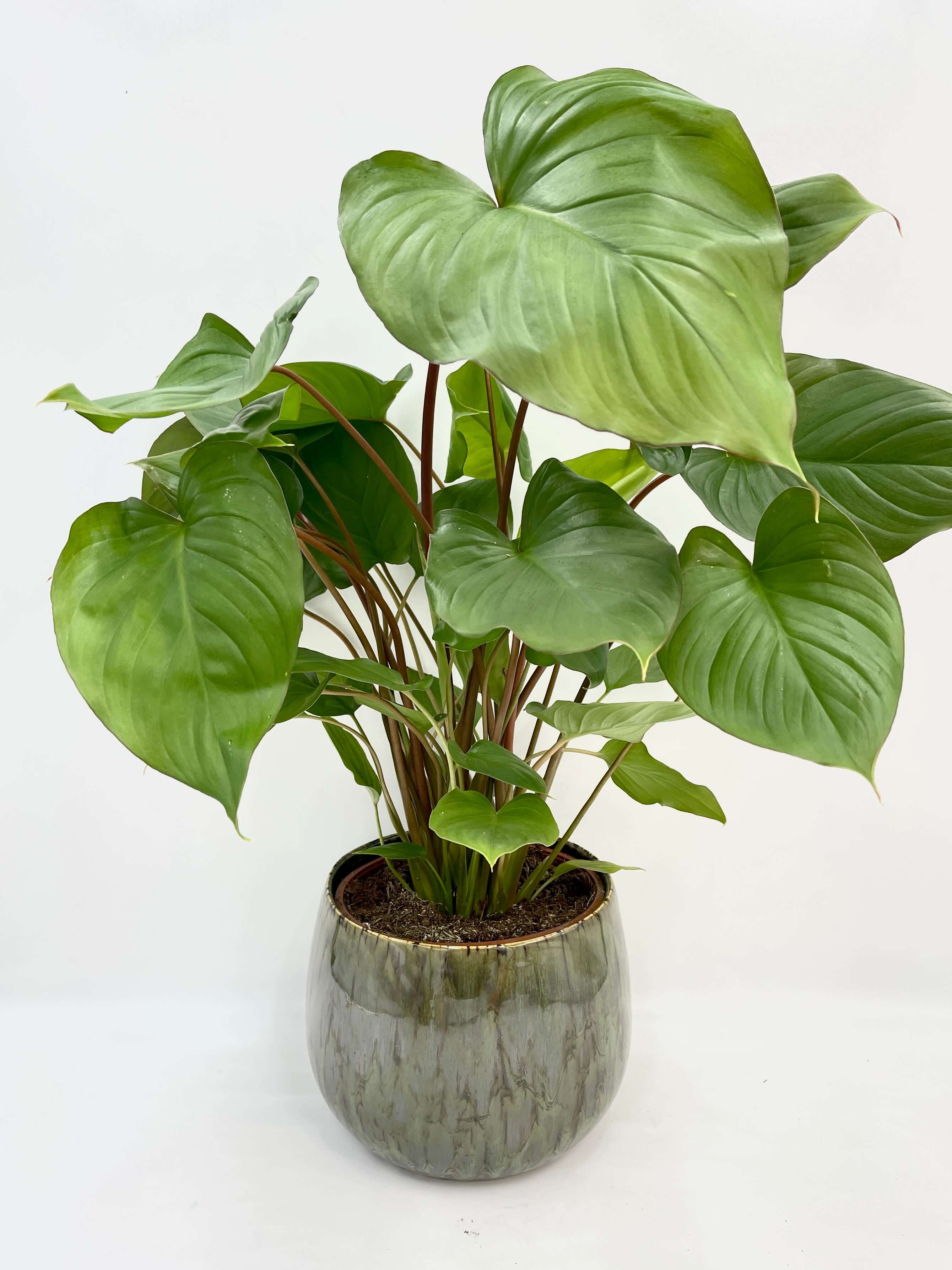 Homalomena rubescens Queen Of Hearts | Maggy, Large Leafy Plant