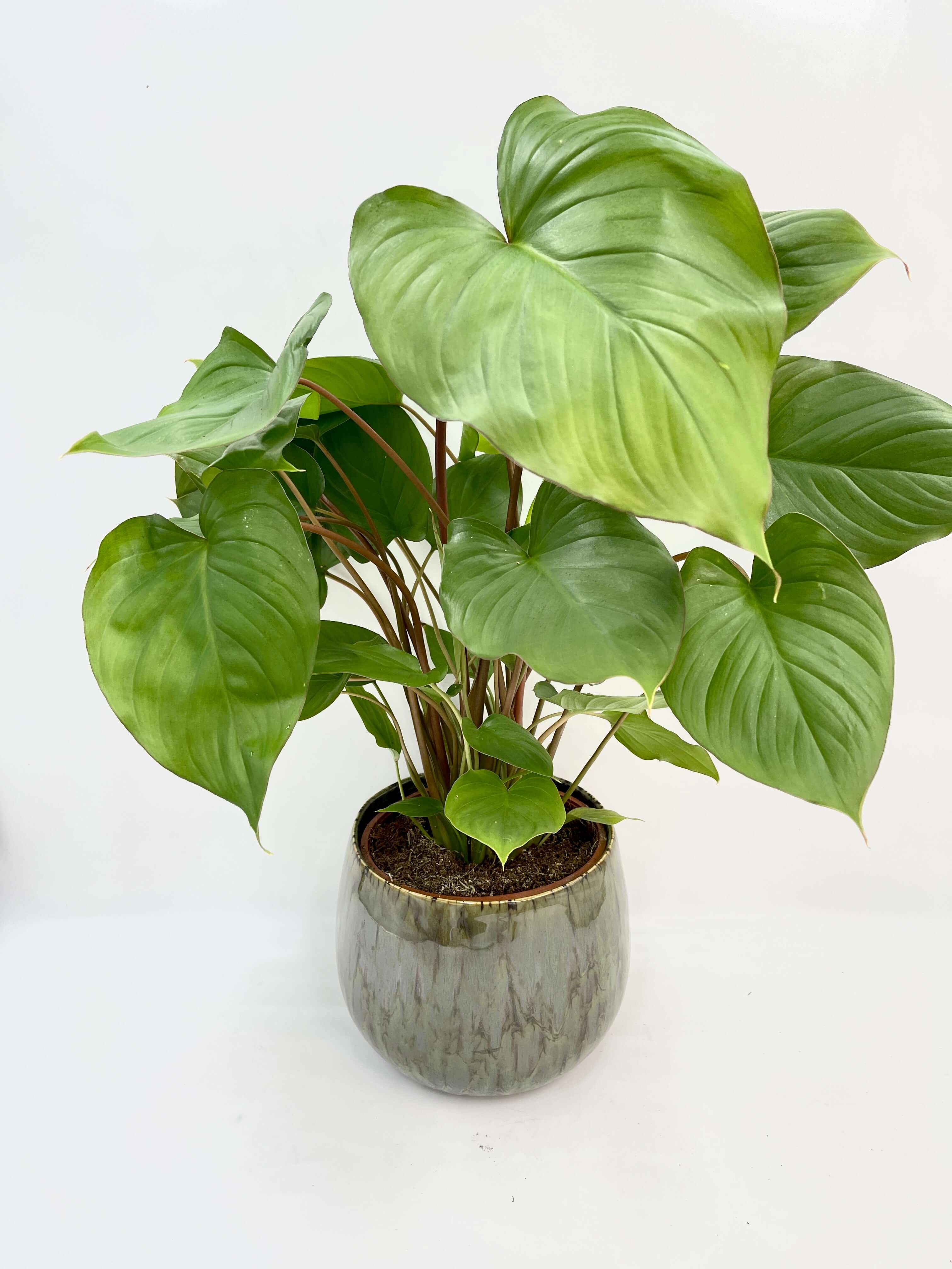 Homalomena rubescens Queen Of Hearts | Maggy, Large Leafy Plant