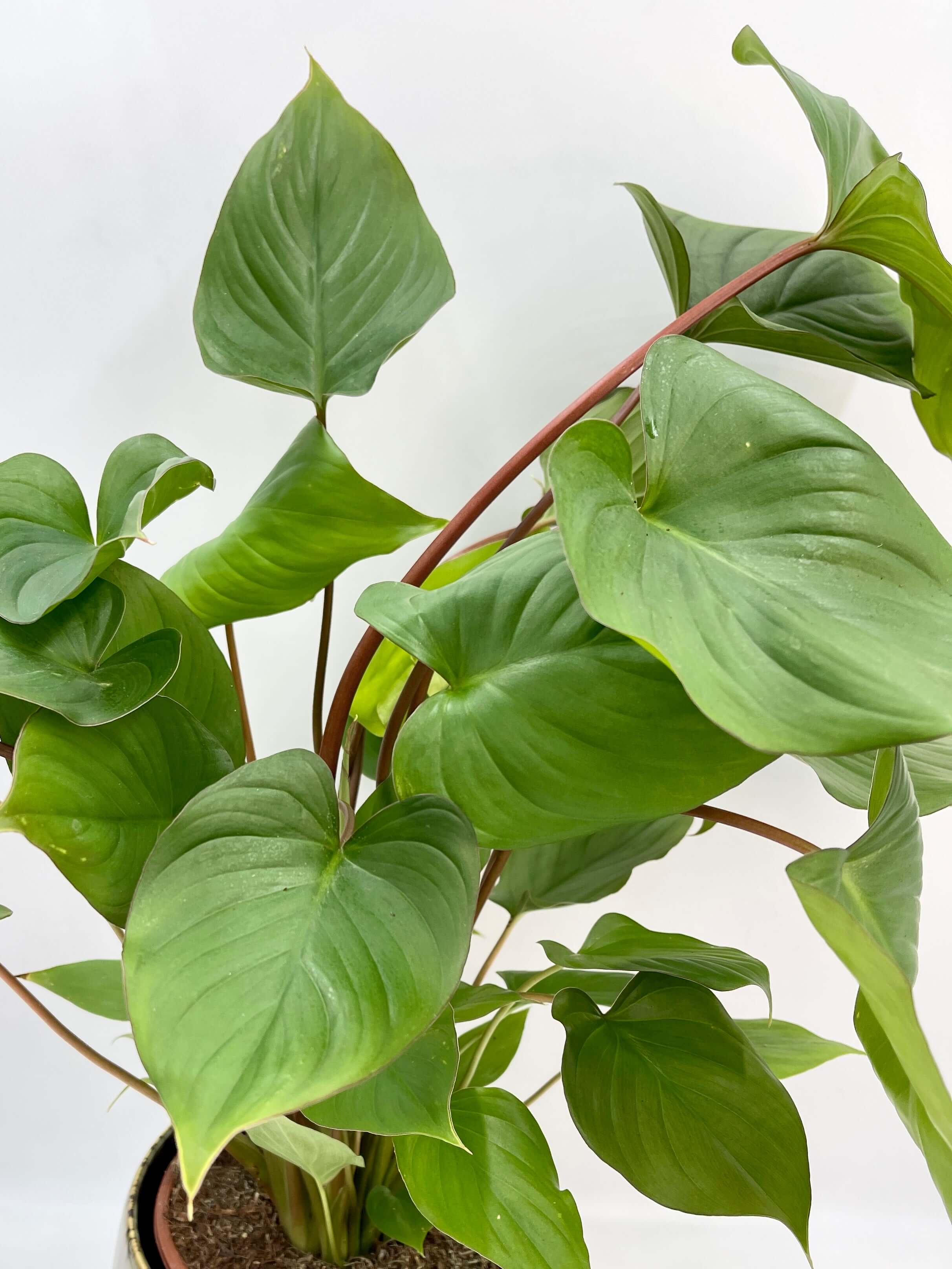 Homalomena rubescens Queen Of Hearts | Maggy, Large Leafy Plant