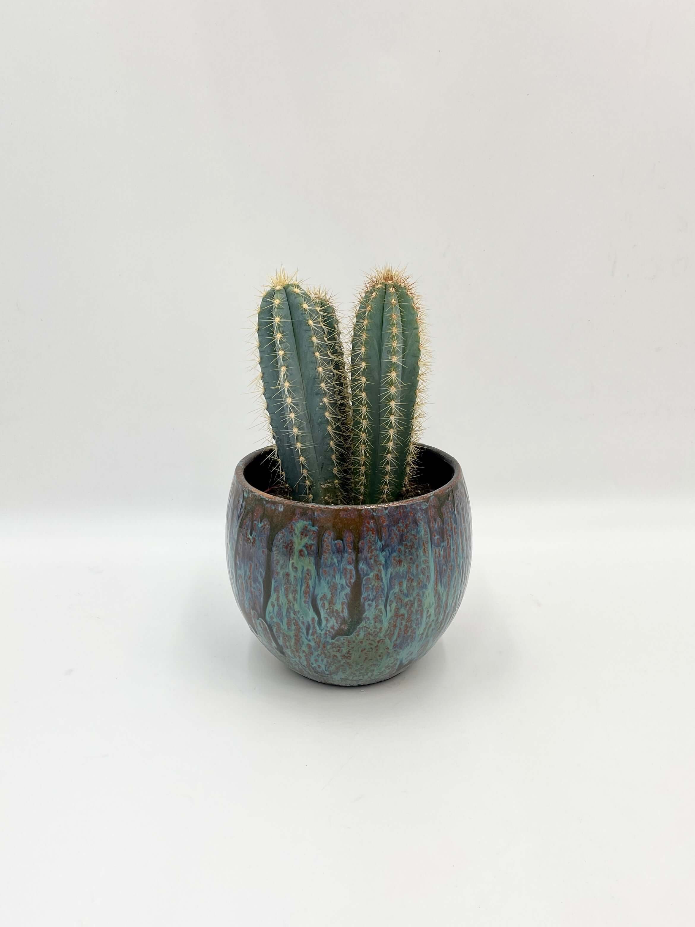 Pilocereus pachycladus azureus - Blue Columnar Cactus