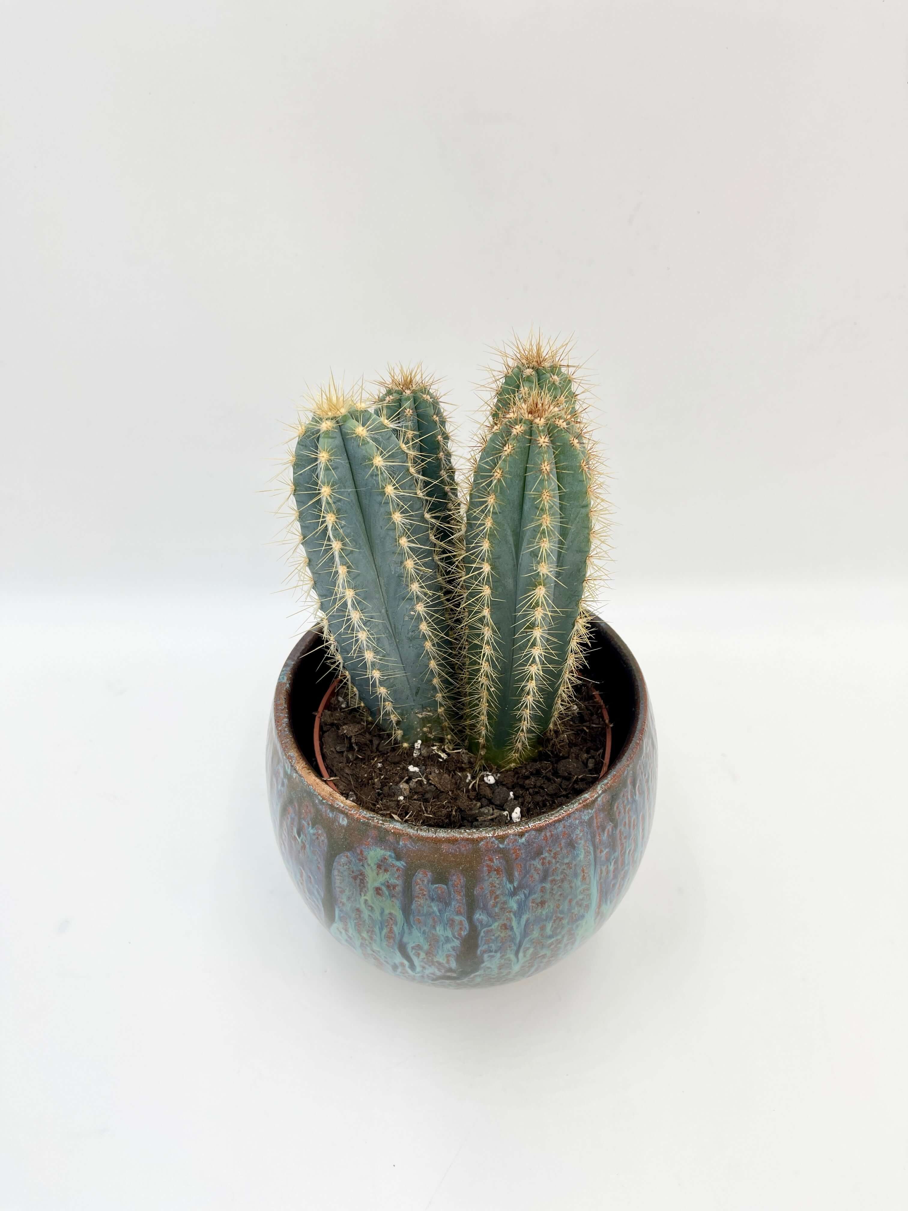 Pilocereus pachycladus azureus - Blue Columnar Cactus