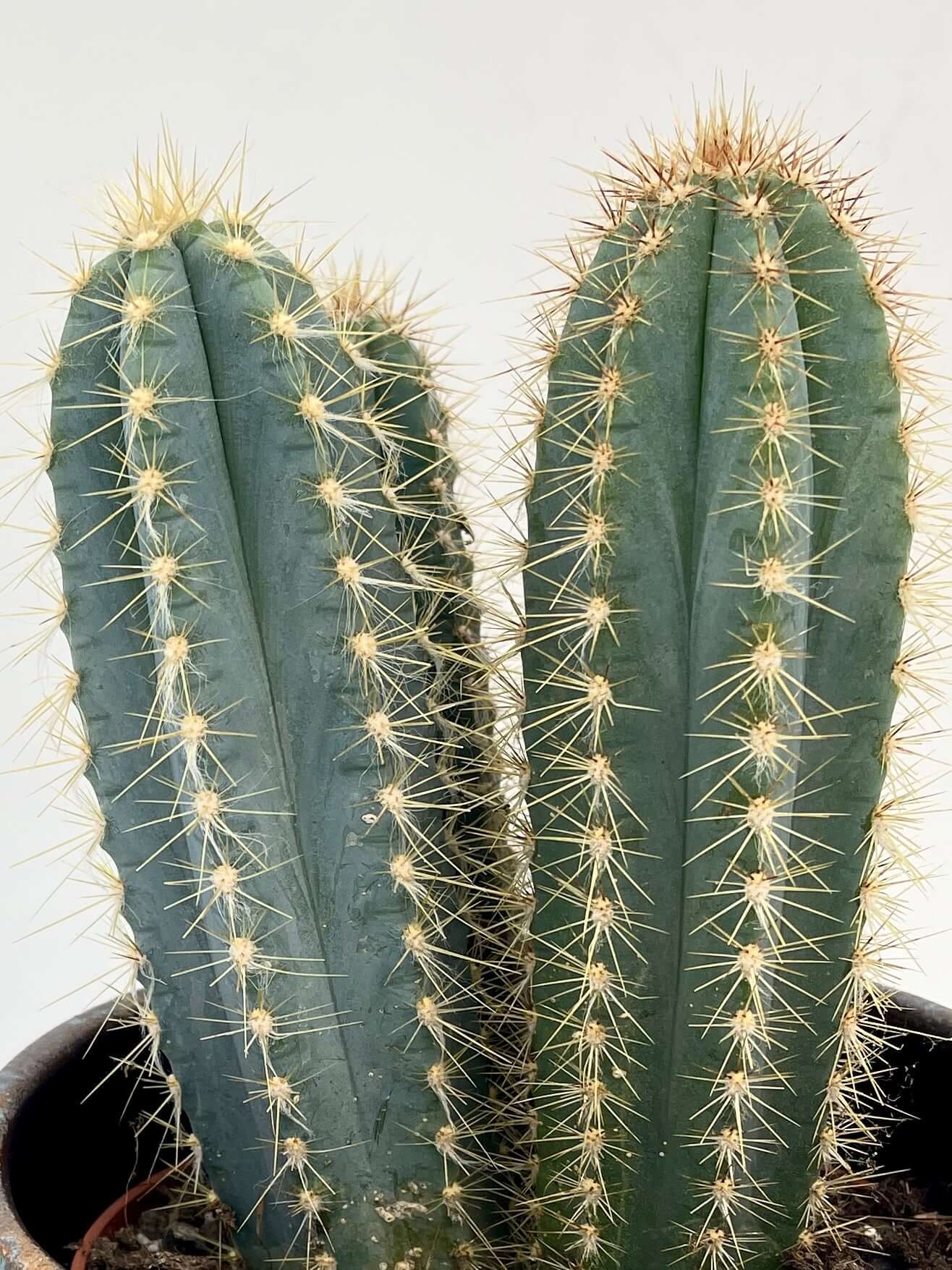 Pilocereus pachycladus azureus - Blue Columnar Cactus