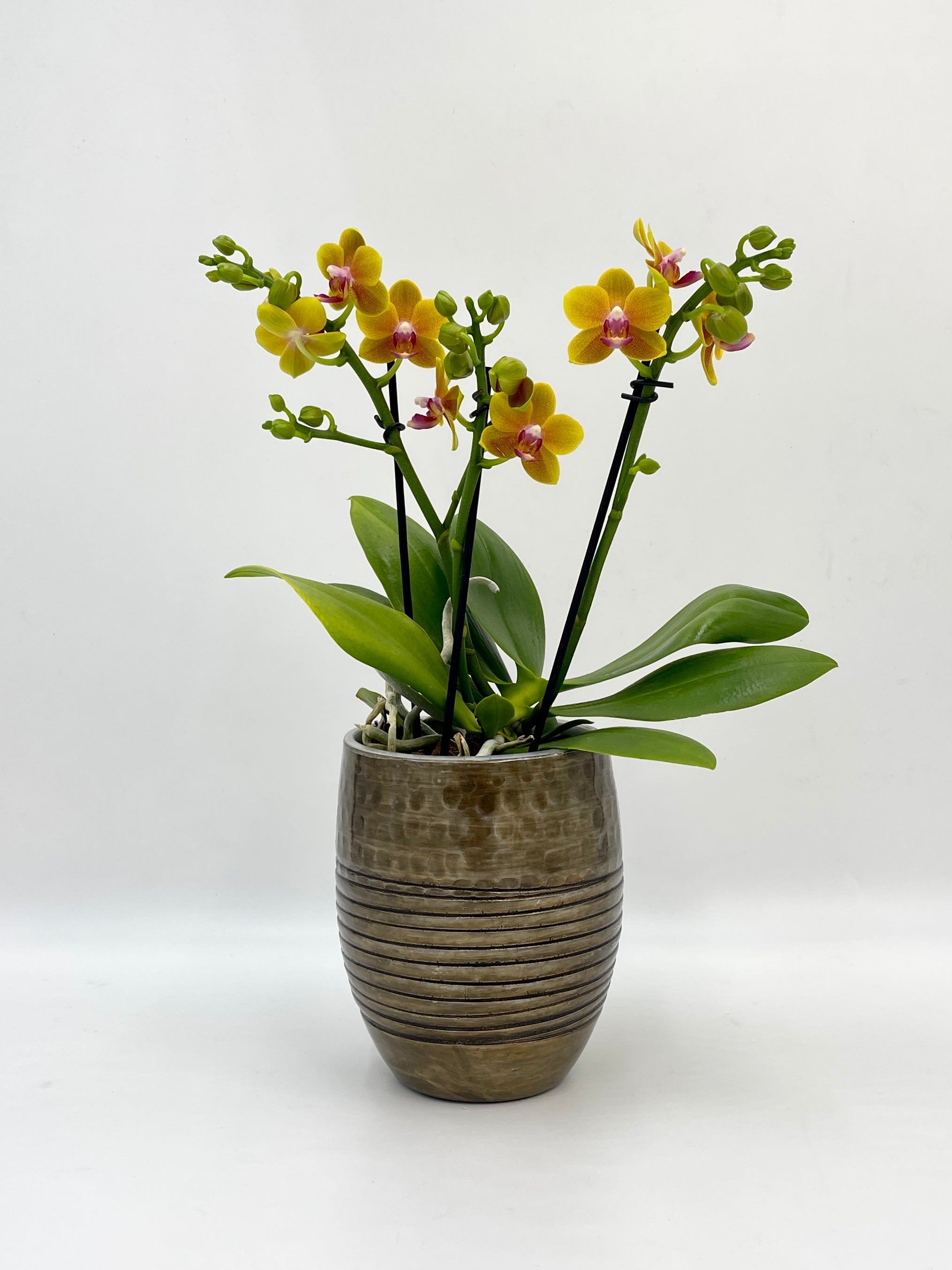 Fragrant Orchid, Phalaenopsis 'Bolgheri'