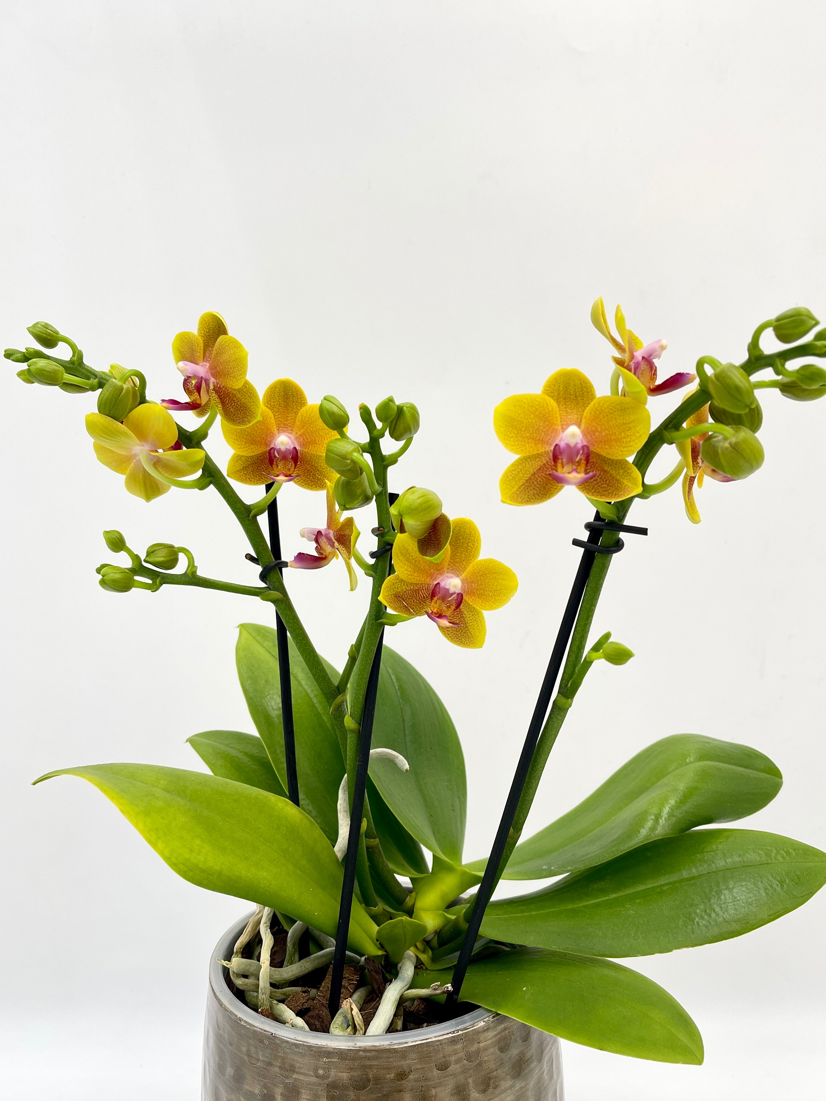 Fragrant Orchid, Phalaenopsis 'Bolgheri'