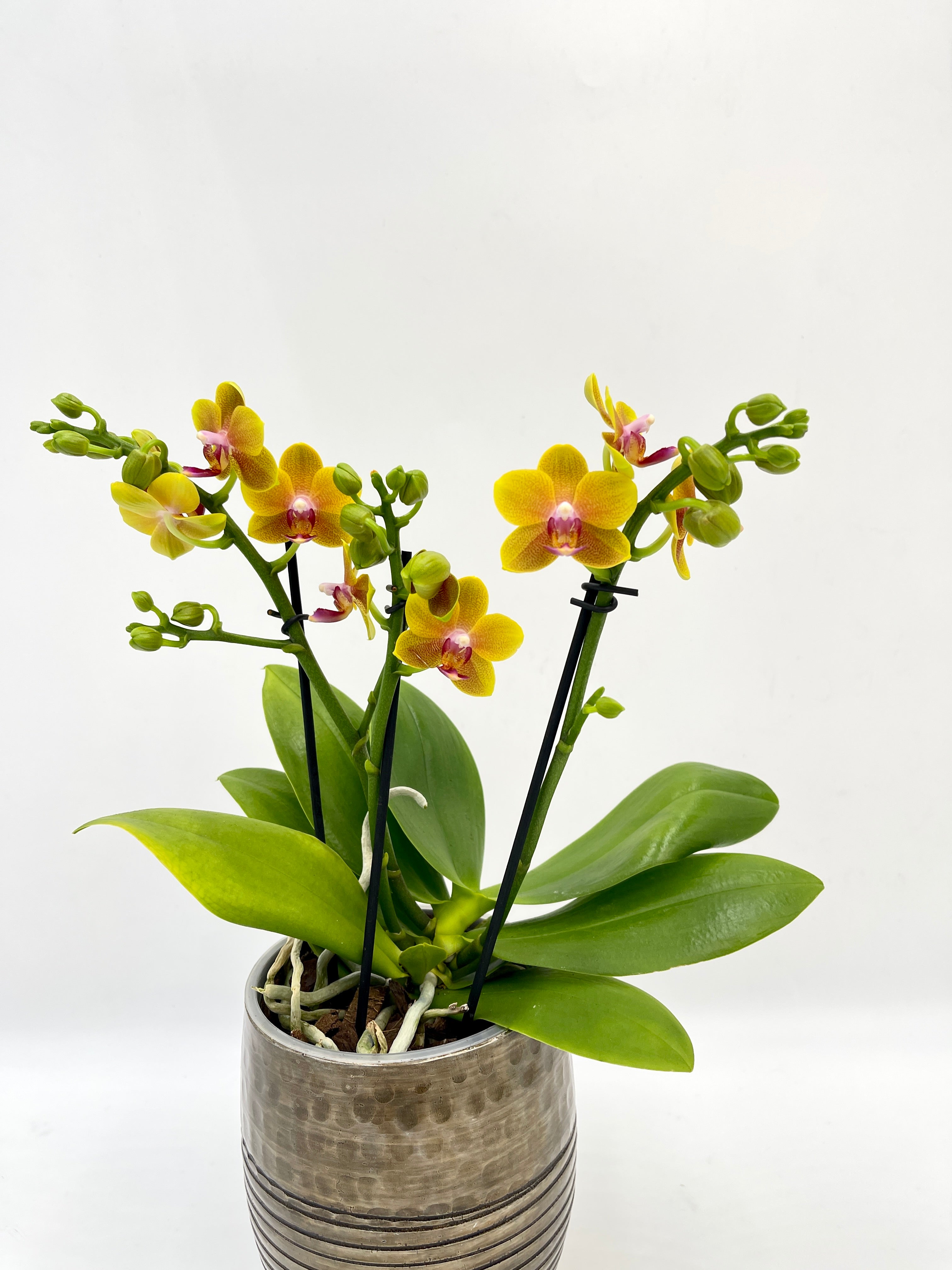 Fragrant Orchid, Phalaenopsis 'Bolgheri'