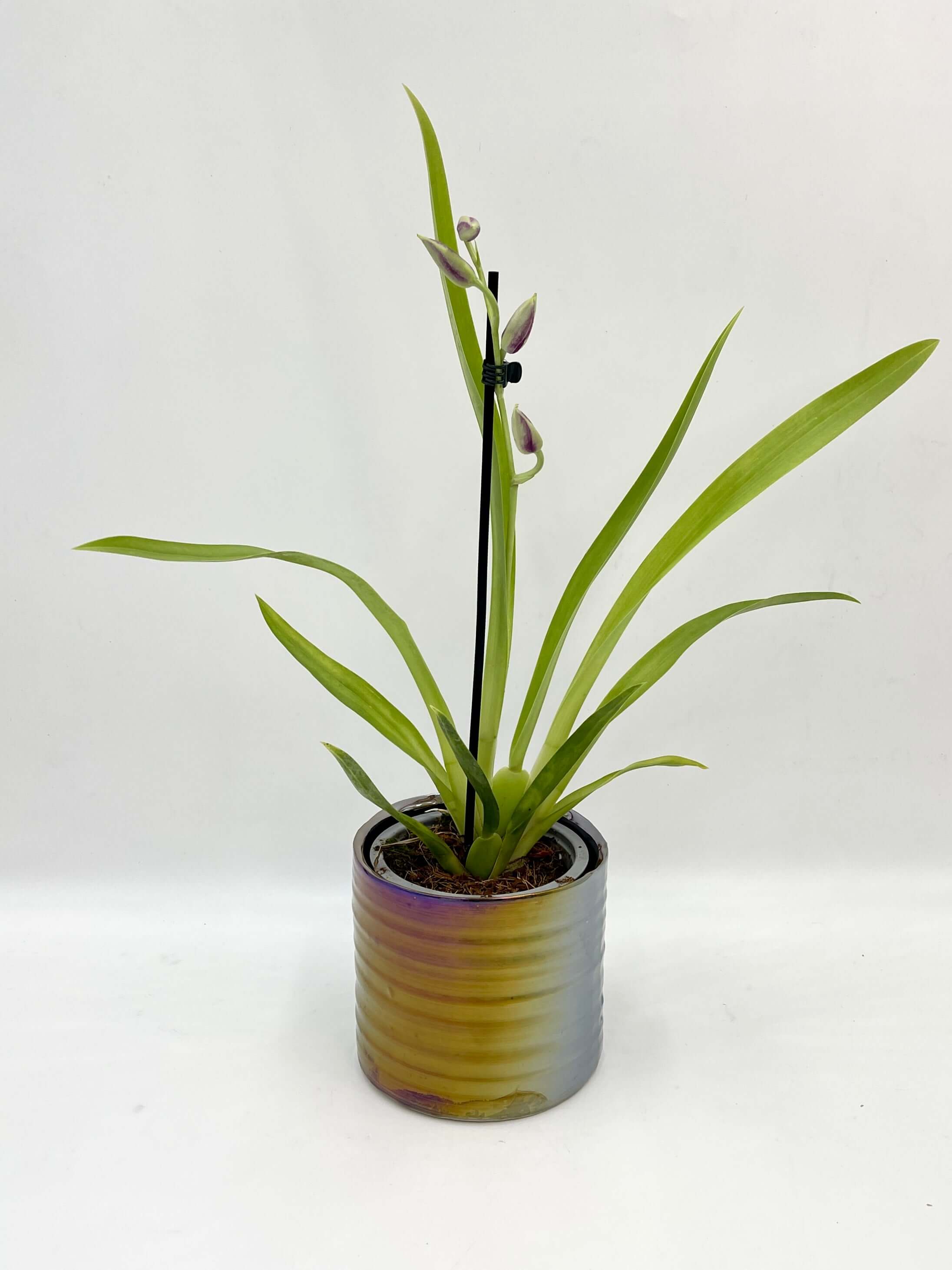 Miltoniopsis Orchid, Pansy Orchid, Pet Safe Houseplant