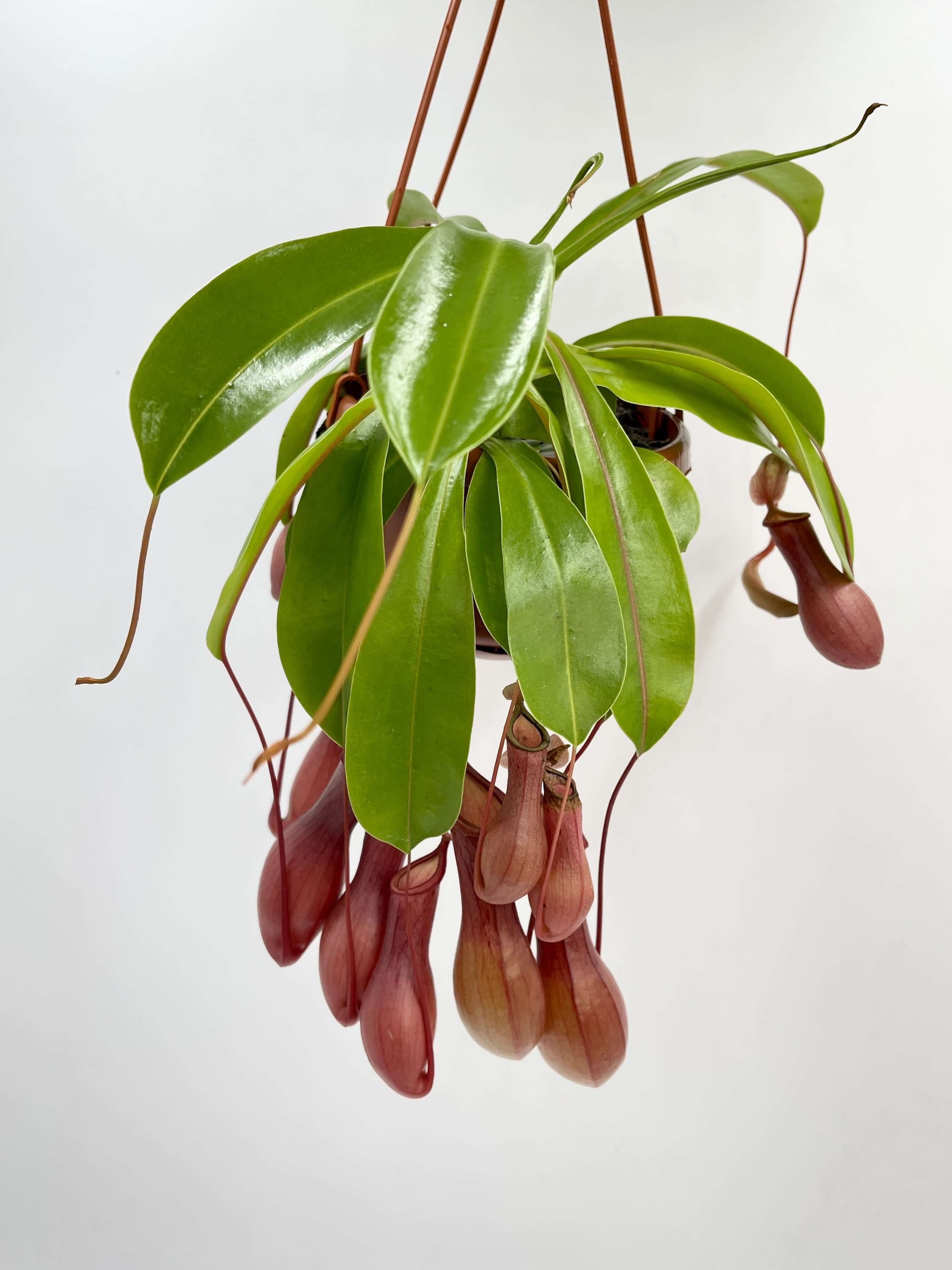 Carnivorous Plant - Nepenthes Alata - Monkey Jars in Hanging Pot