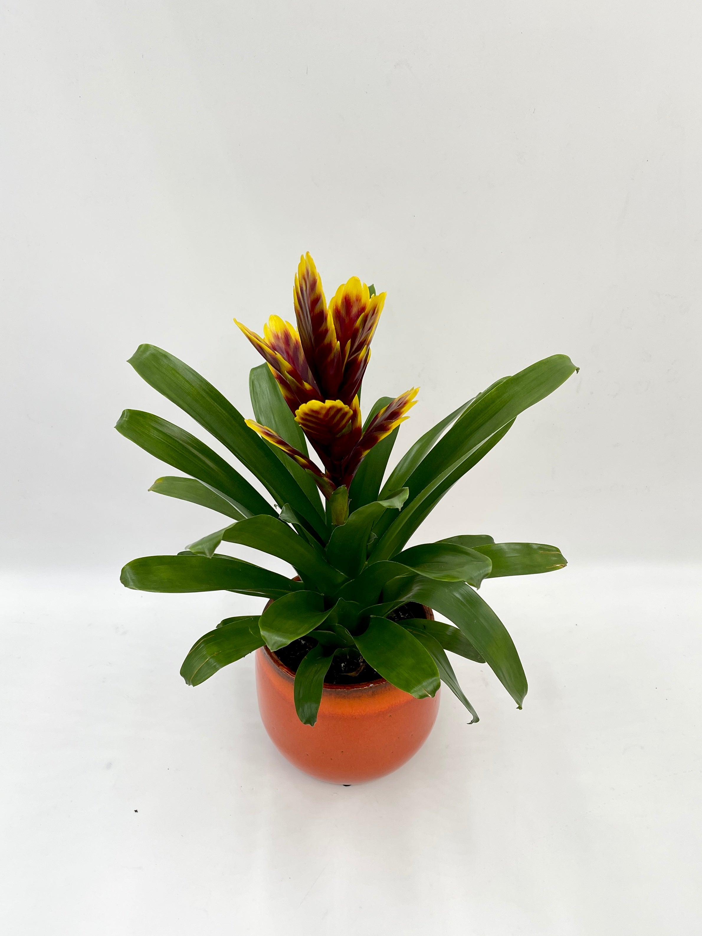 Vriesea Intenso Purple Flame