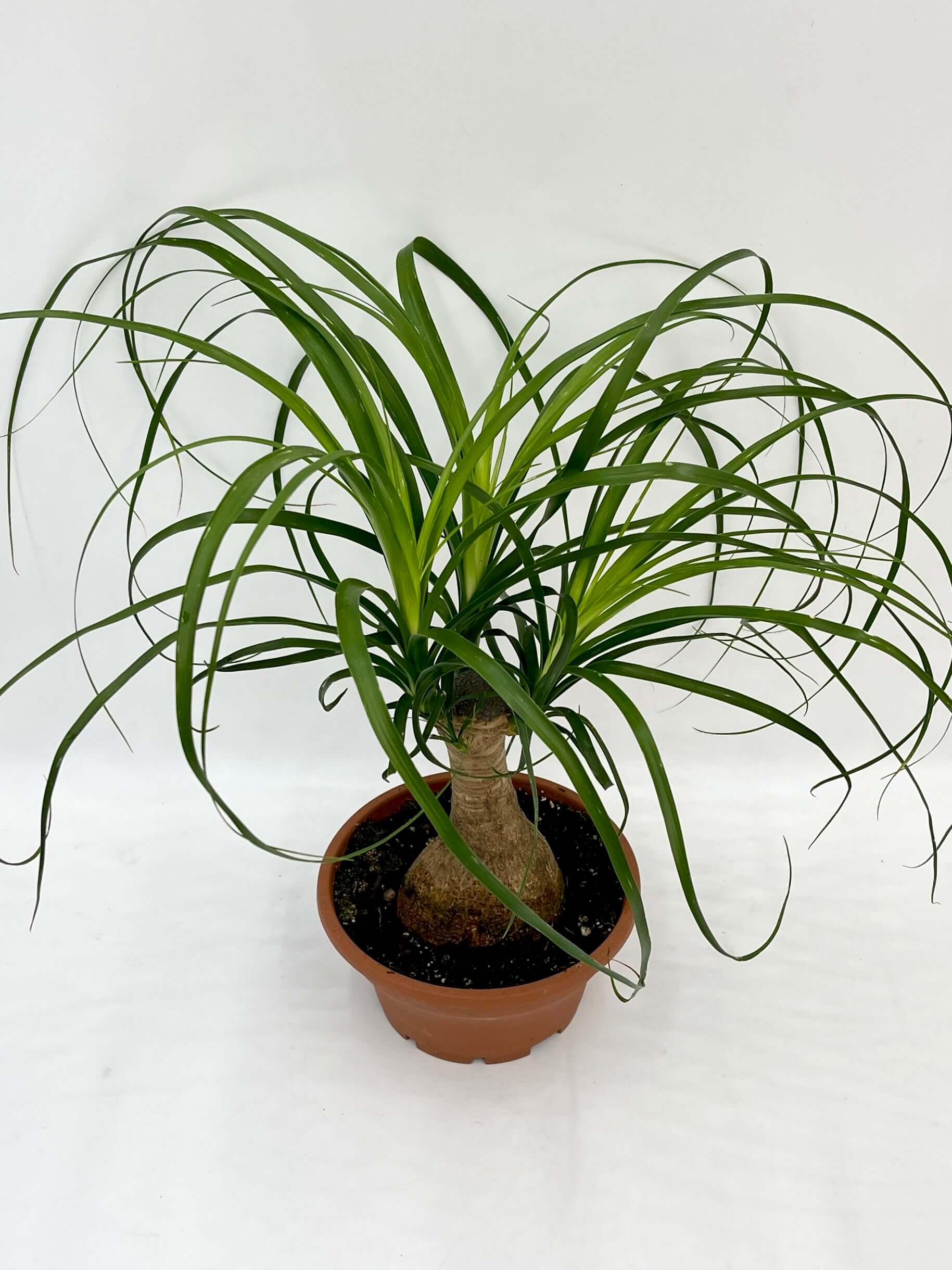 Ponytail Palm - Beaucarnea Nolina - Pet Safe Houseplants