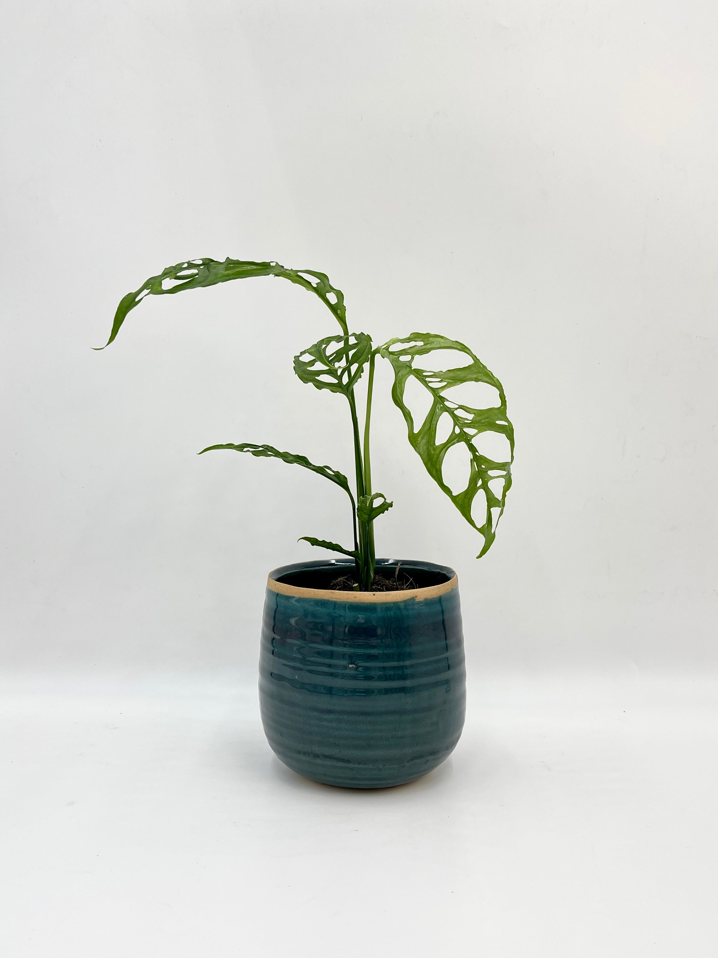 Monstera obliqua Peru Form