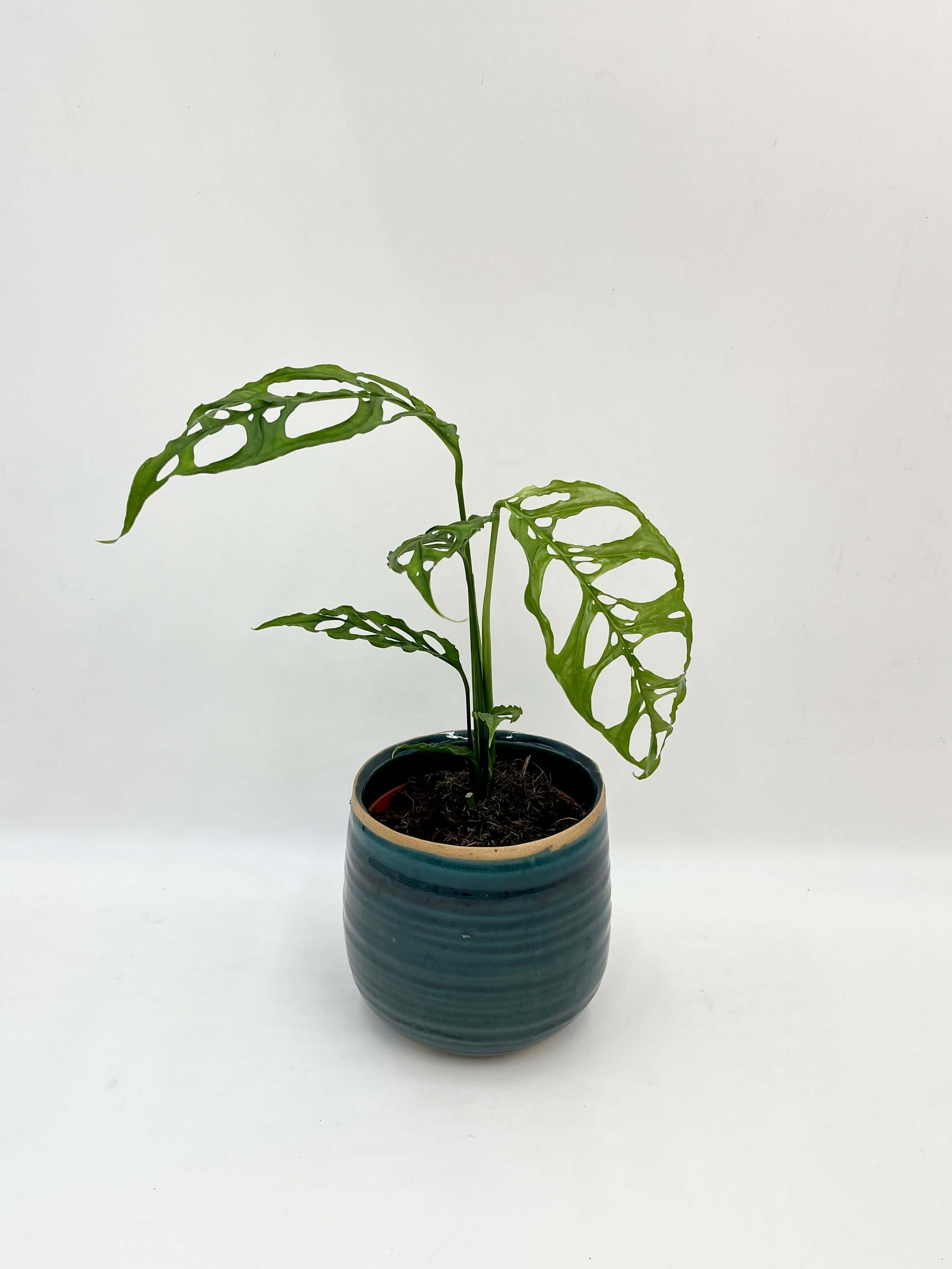 Monstera Obliqua Peru Form - Rare Houseplant - Swiss Cheese Vine