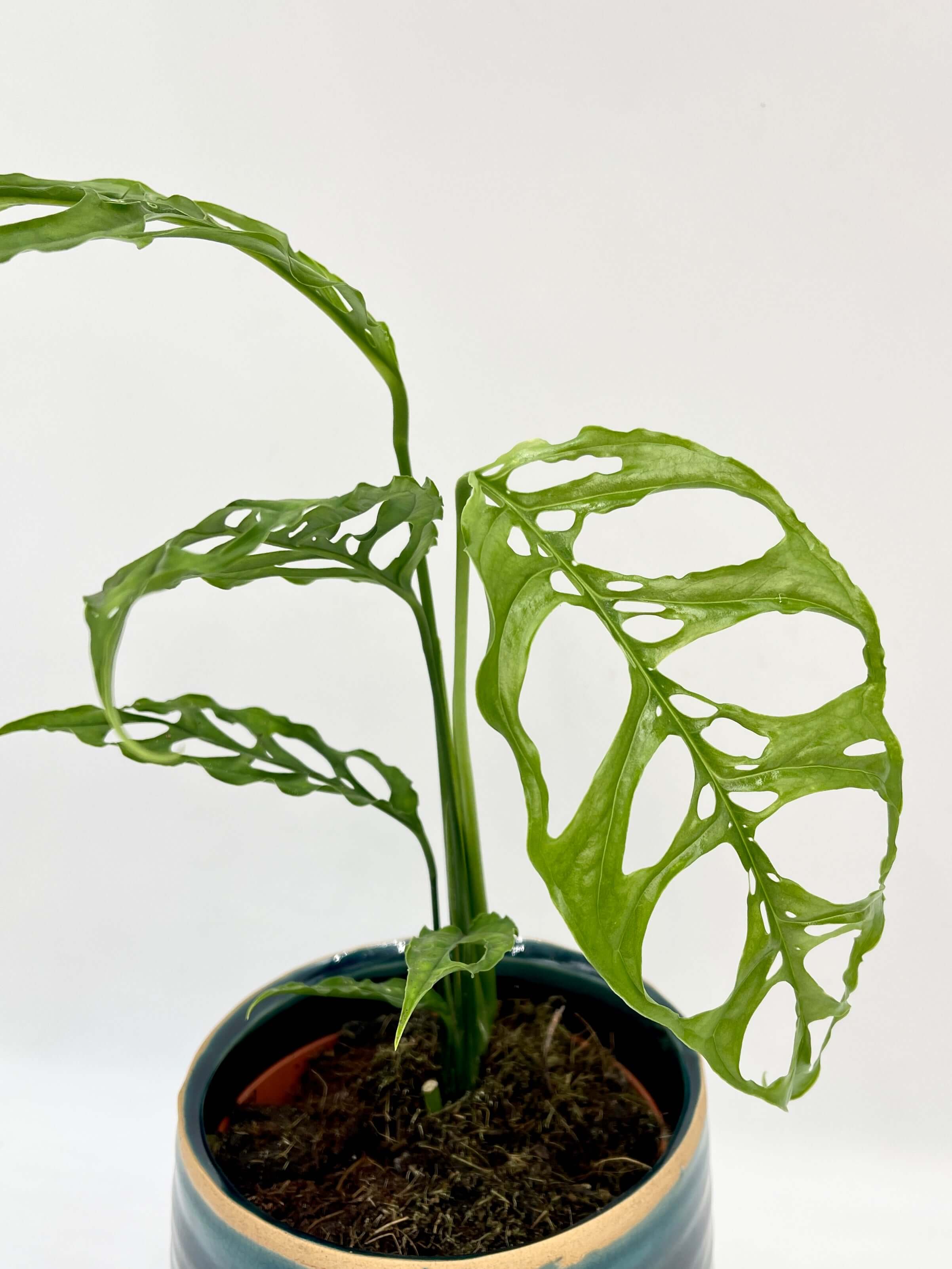 Monstera Obliqua Peru Form - Rare Houseplant - Swiss Cheese Vine