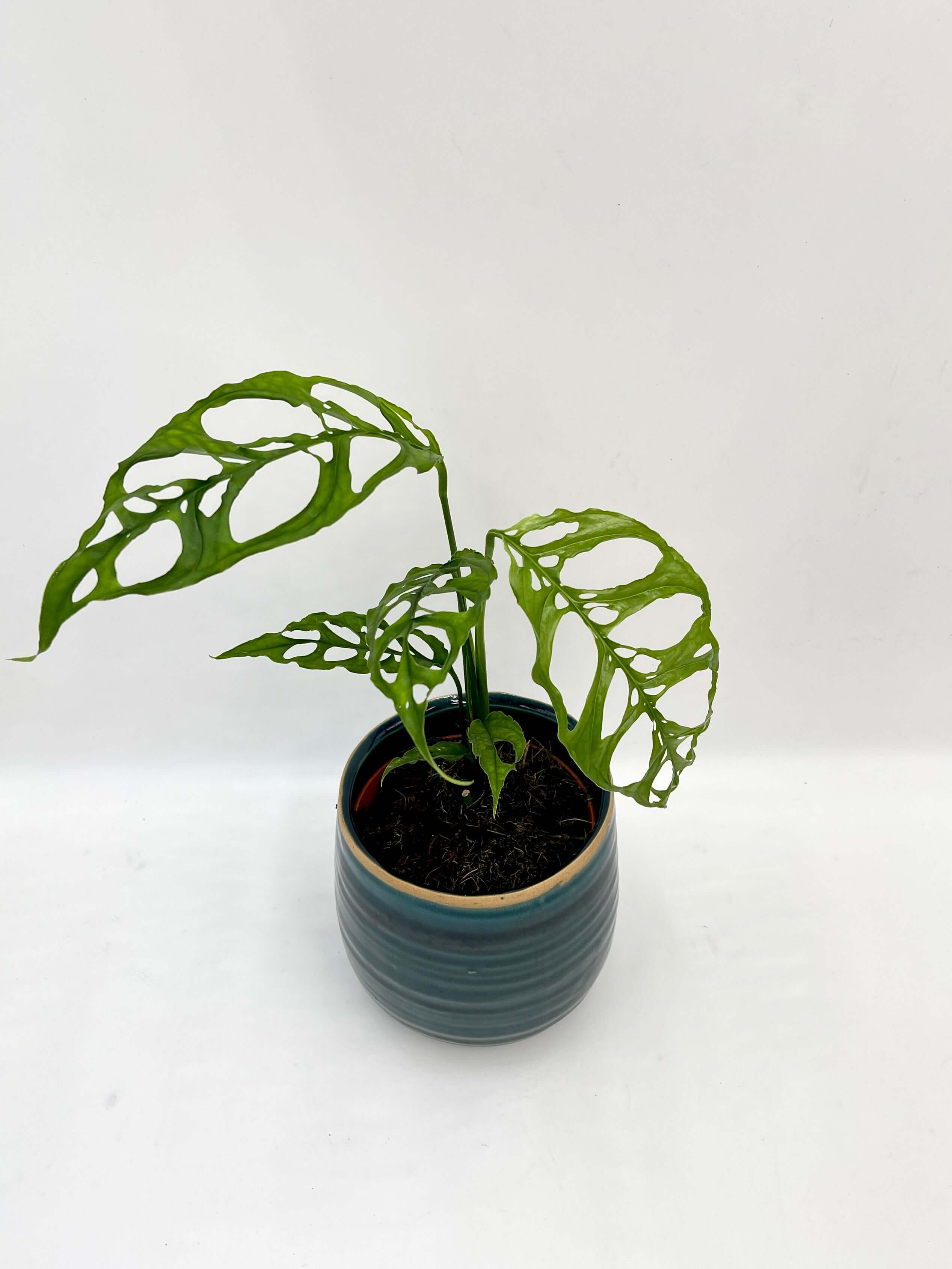 Monstera Obliqua Peru Form - Rare Houseplant - Swiss Cheese Vine