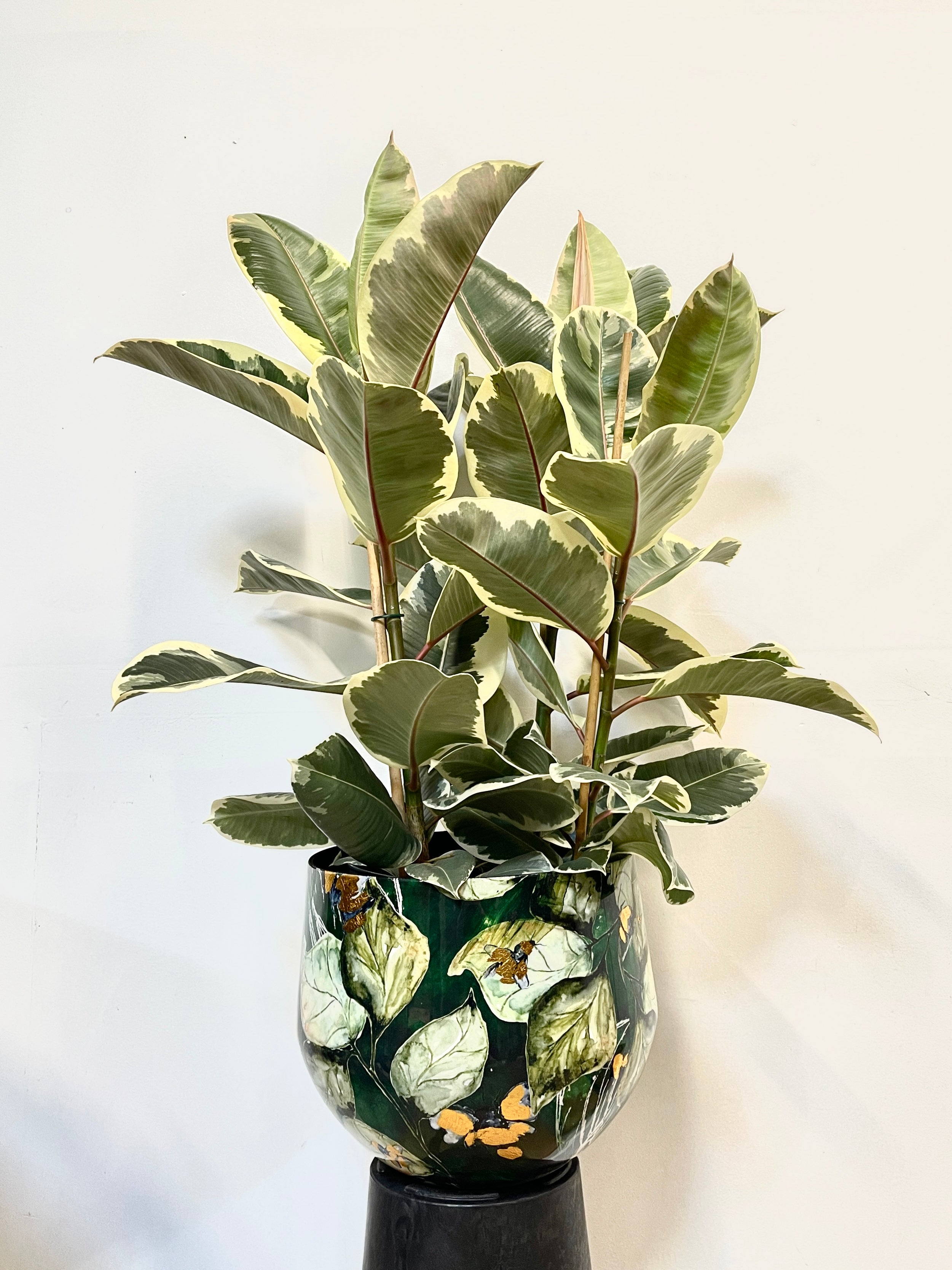 Variegated Rubber plant, Ficus Elastica, Tineke 80-90cm, 3 Stems