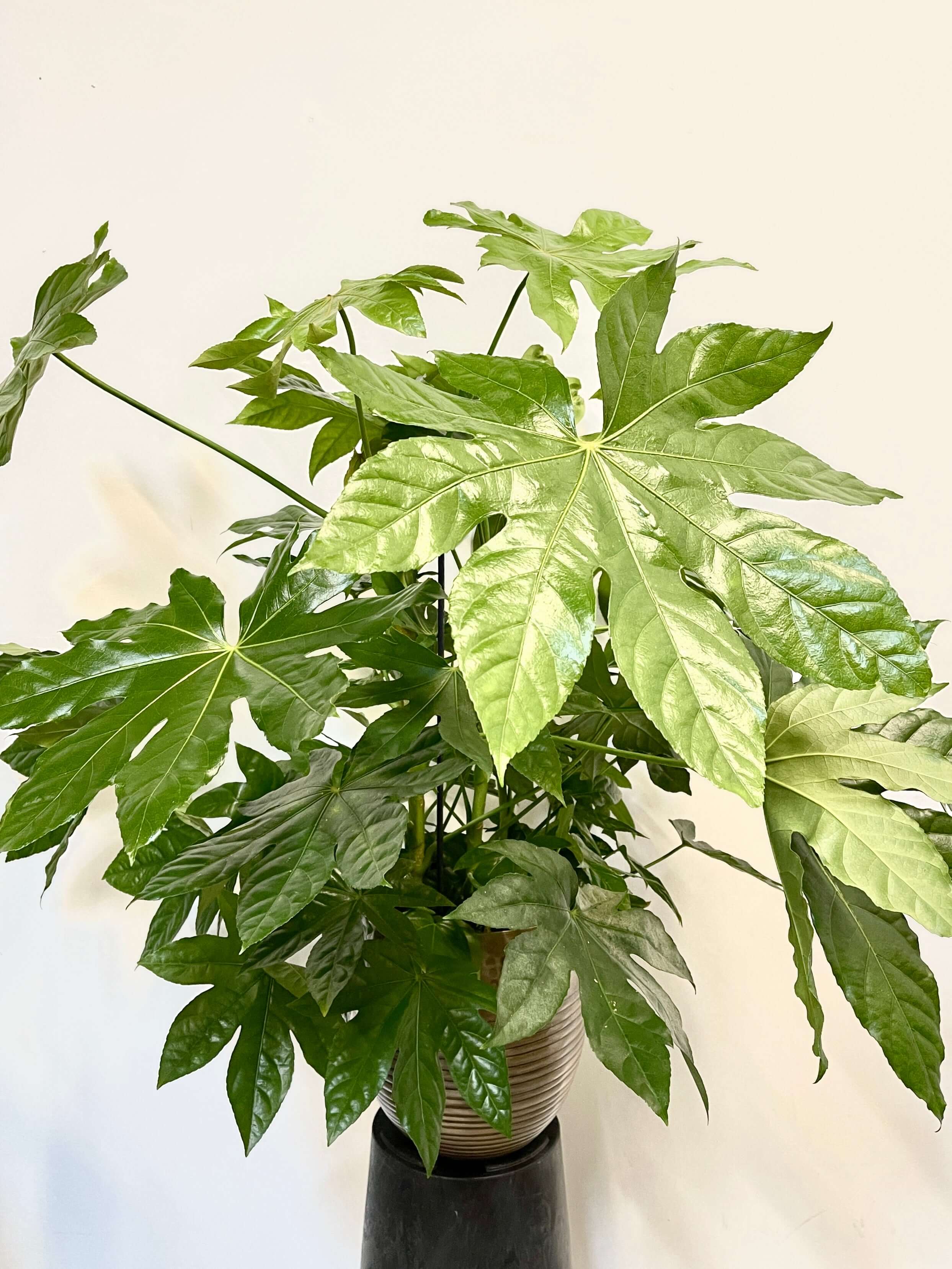 Fatsia japonica, Large Japanese aralia, in 21cm Pot, Indoor Plant