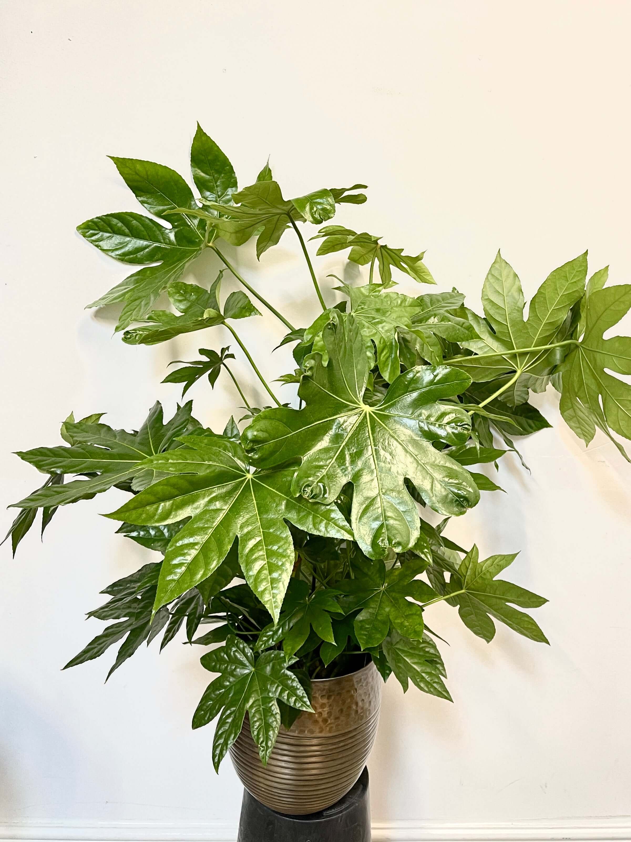 Fatsia japonica, Large Japanese aralia, in 21cm Pot, Indoor Plant