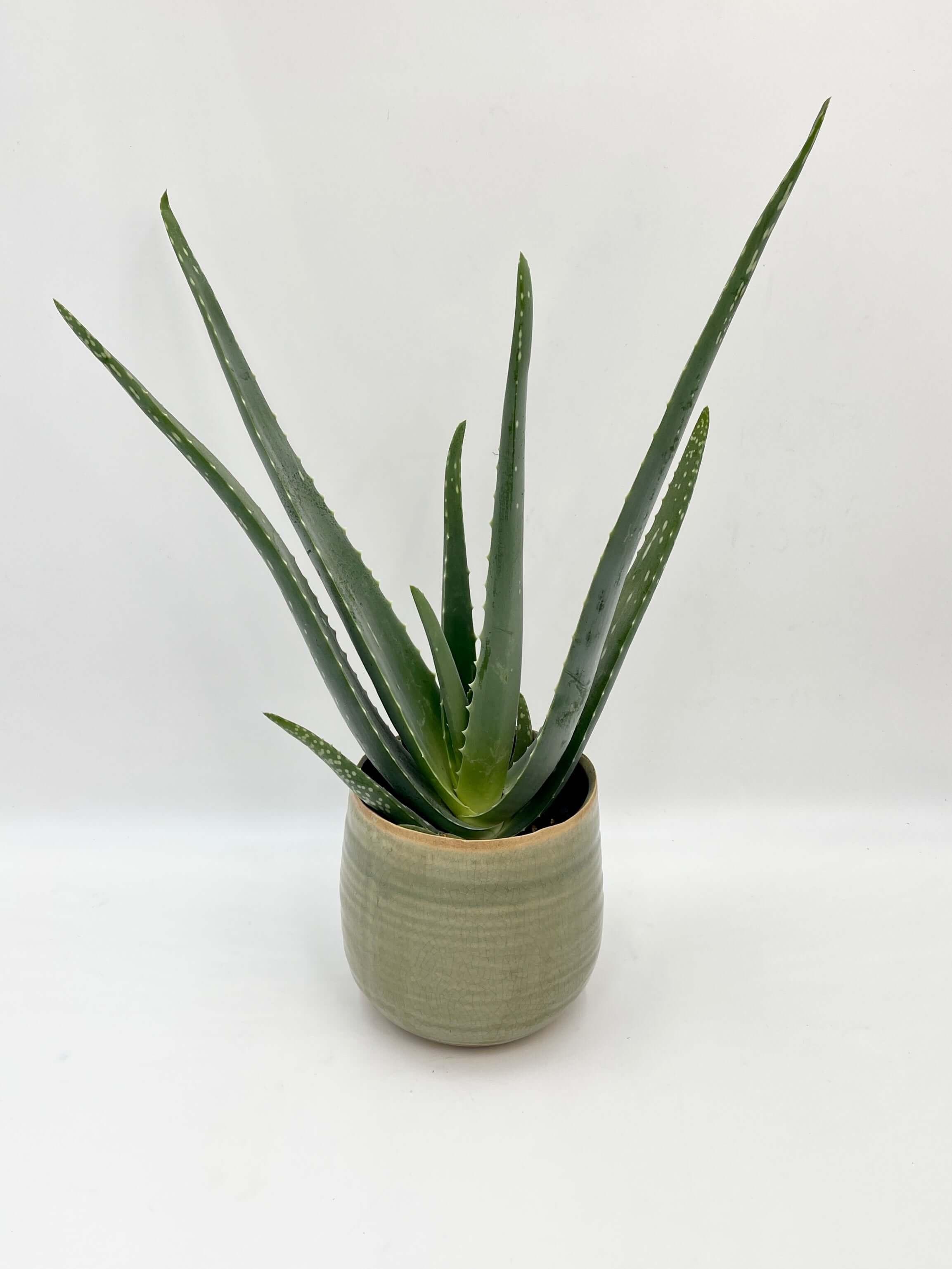 Aloe Vera – Healing Succulent for Home | Easy Care Air Purifying Plant