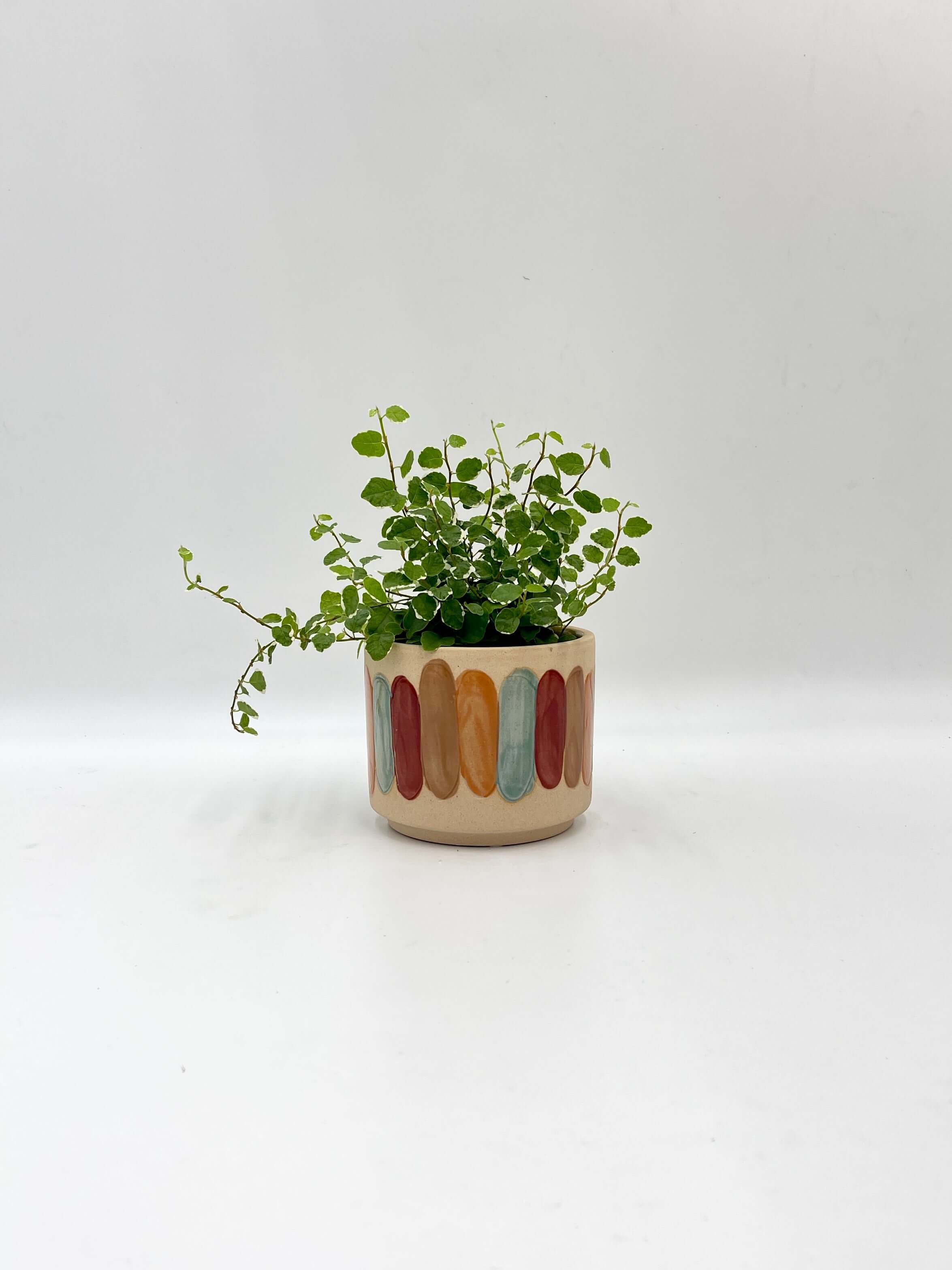 Ficus Pumila White Sunny, Creeping Fig, Variegated Trailing Plant, Indoor Houseplant, Easy Care Plant