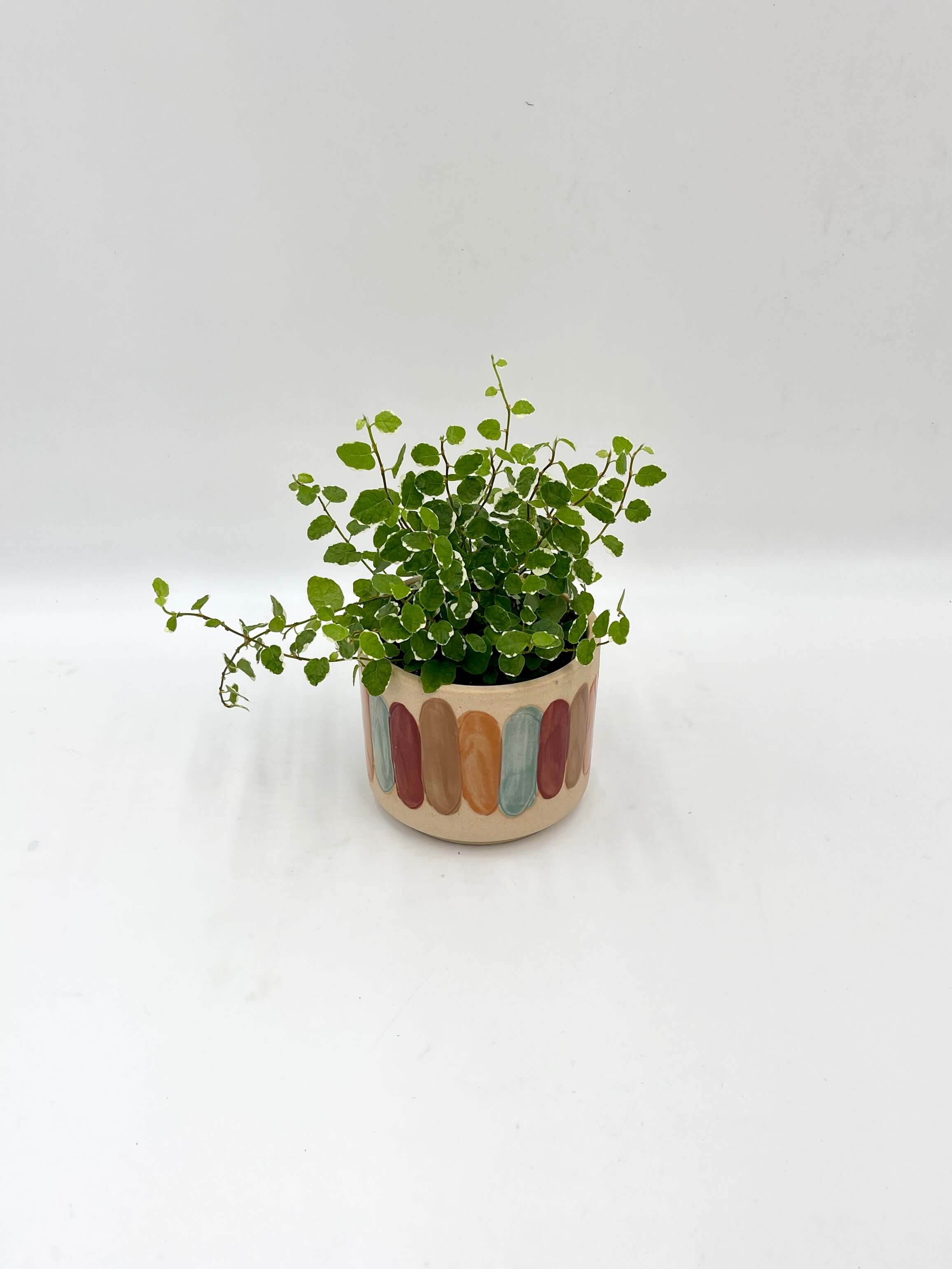 Ficus Pumila White Sunny, Creeping Fig, Variegated Trailing Plant, Indoor Houseplant, Easy Care Plant