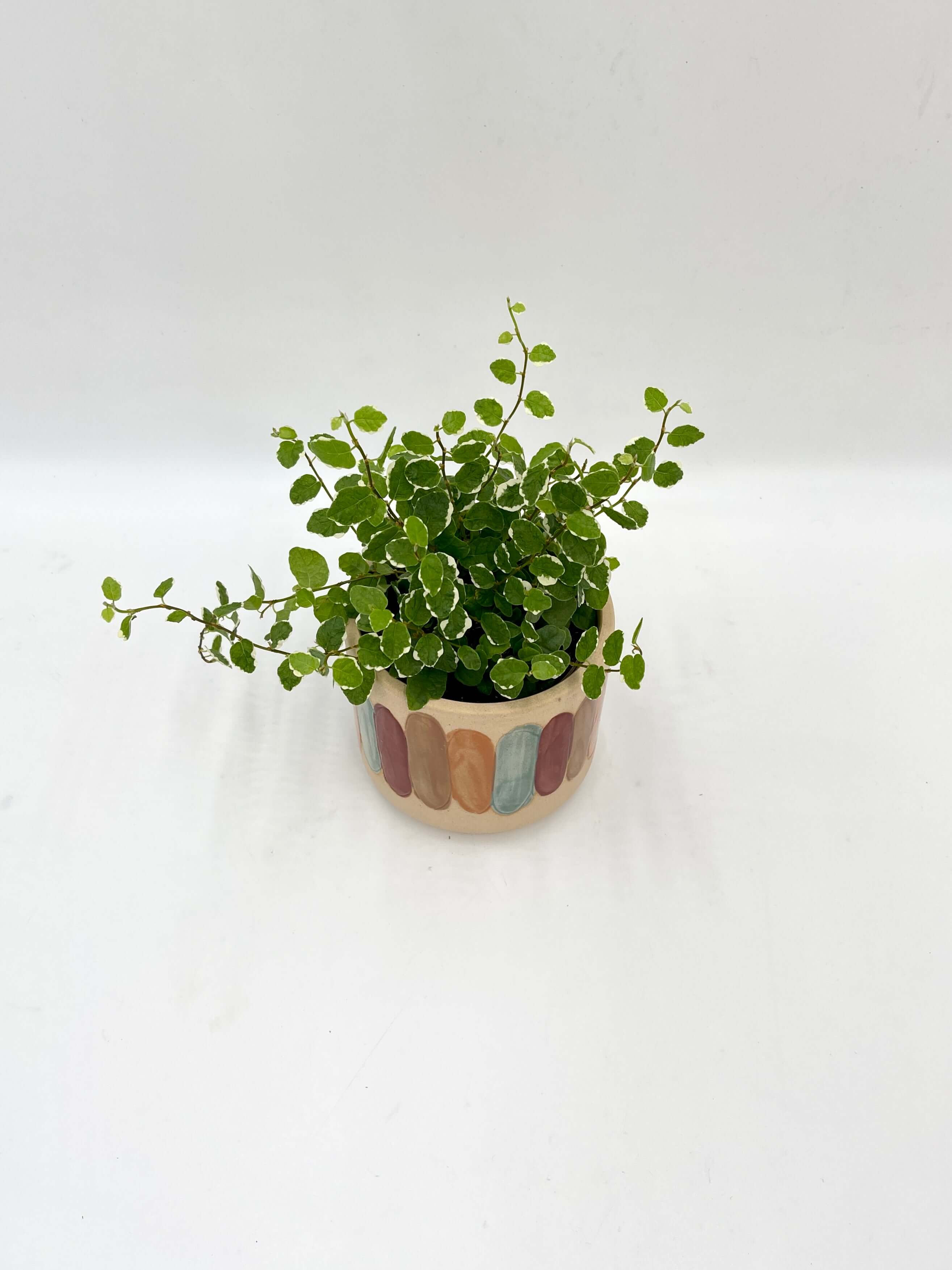 Ficus Pumila White Sunny, Creeping Fig, Variegated Trailing Plant, Indoor Houseplant, Easy Care Plant