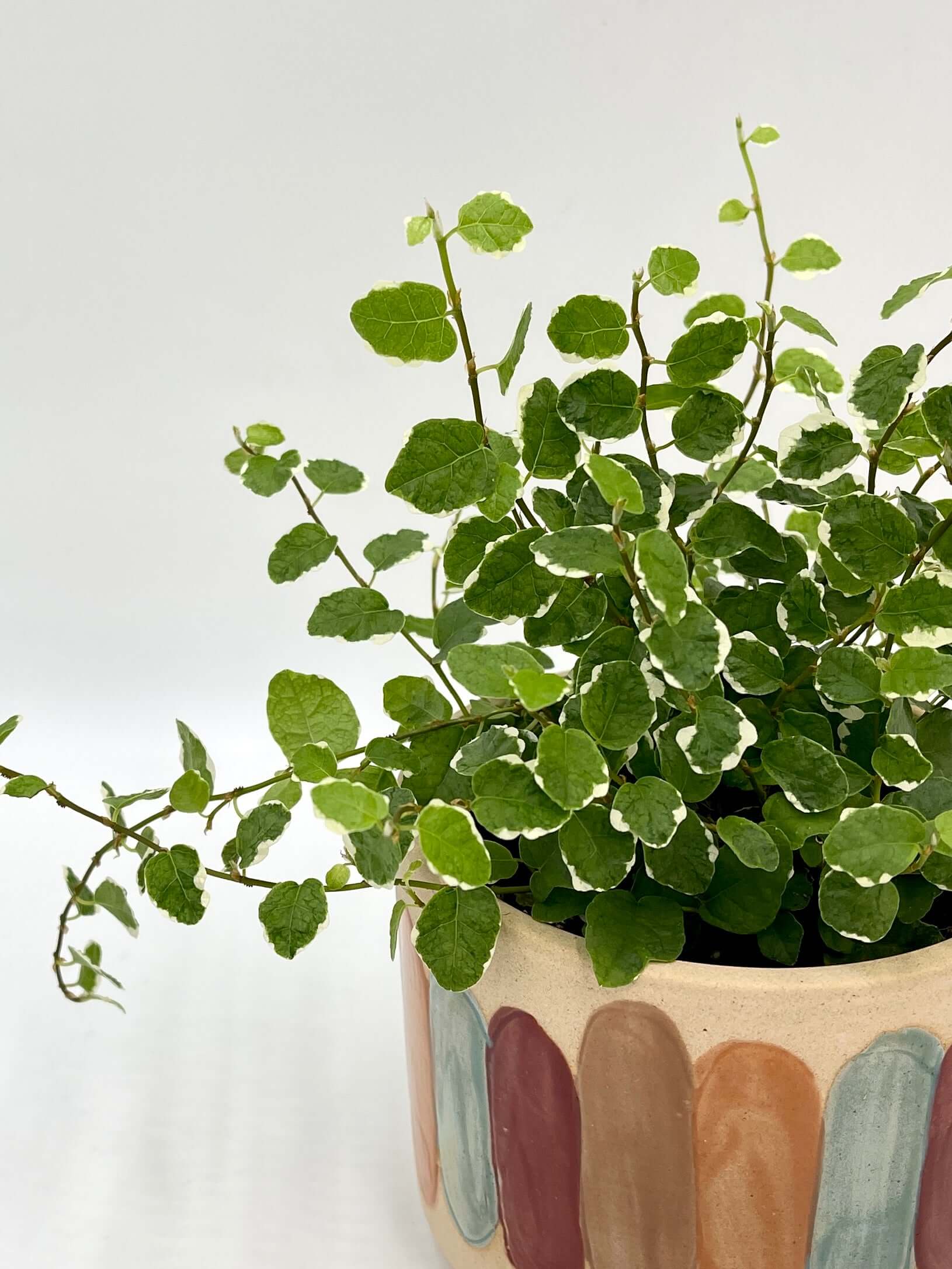 Ficus Pumila White Sunny, Creeping Fig, Variegated Trailing Plant, Indoor Houseplant, Easy Care Plant