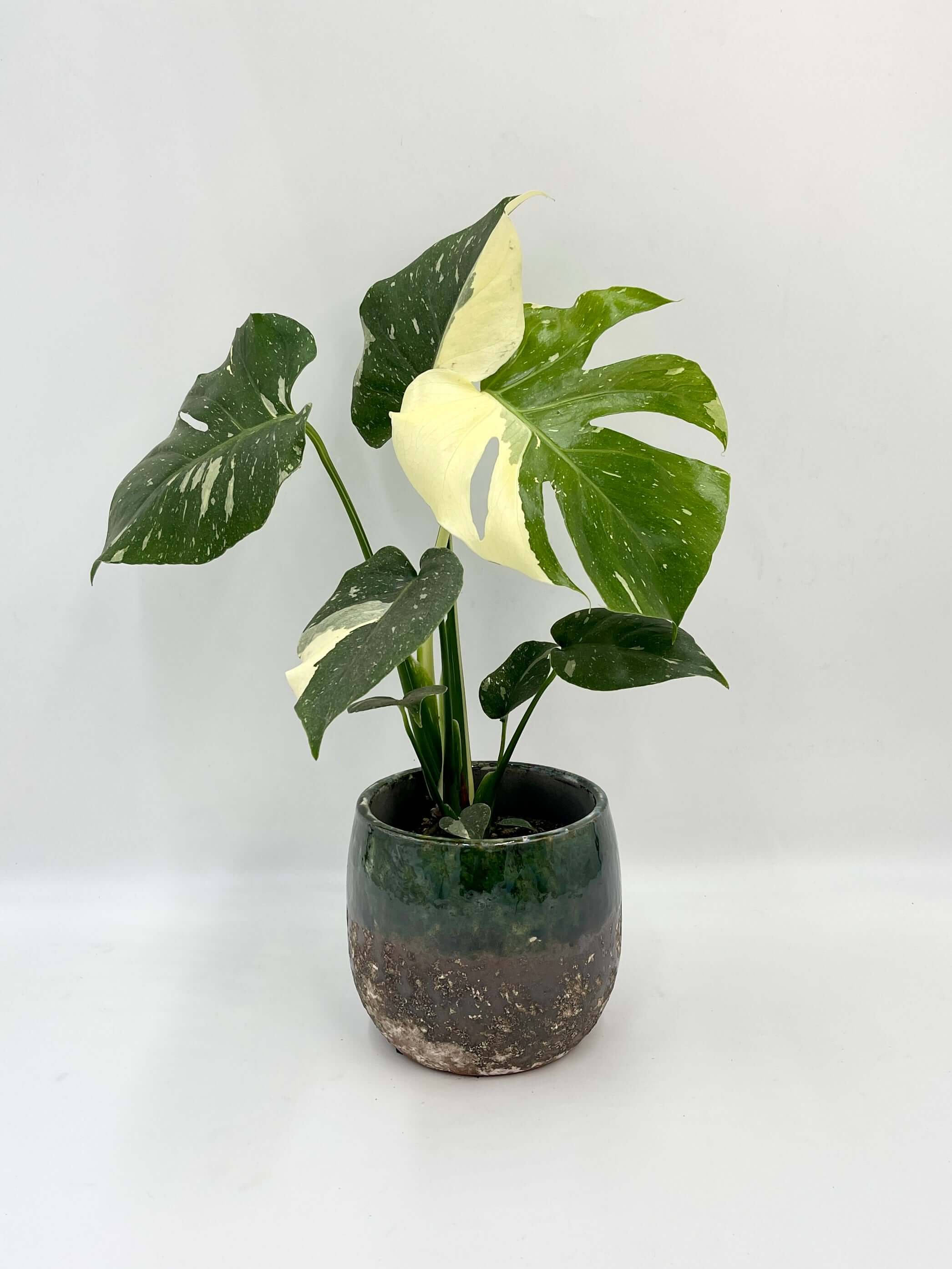 Monstera Thai Constellation, Variegated Monstera, Rare Aroid, Indoor Statement Plant, 12cm Pot