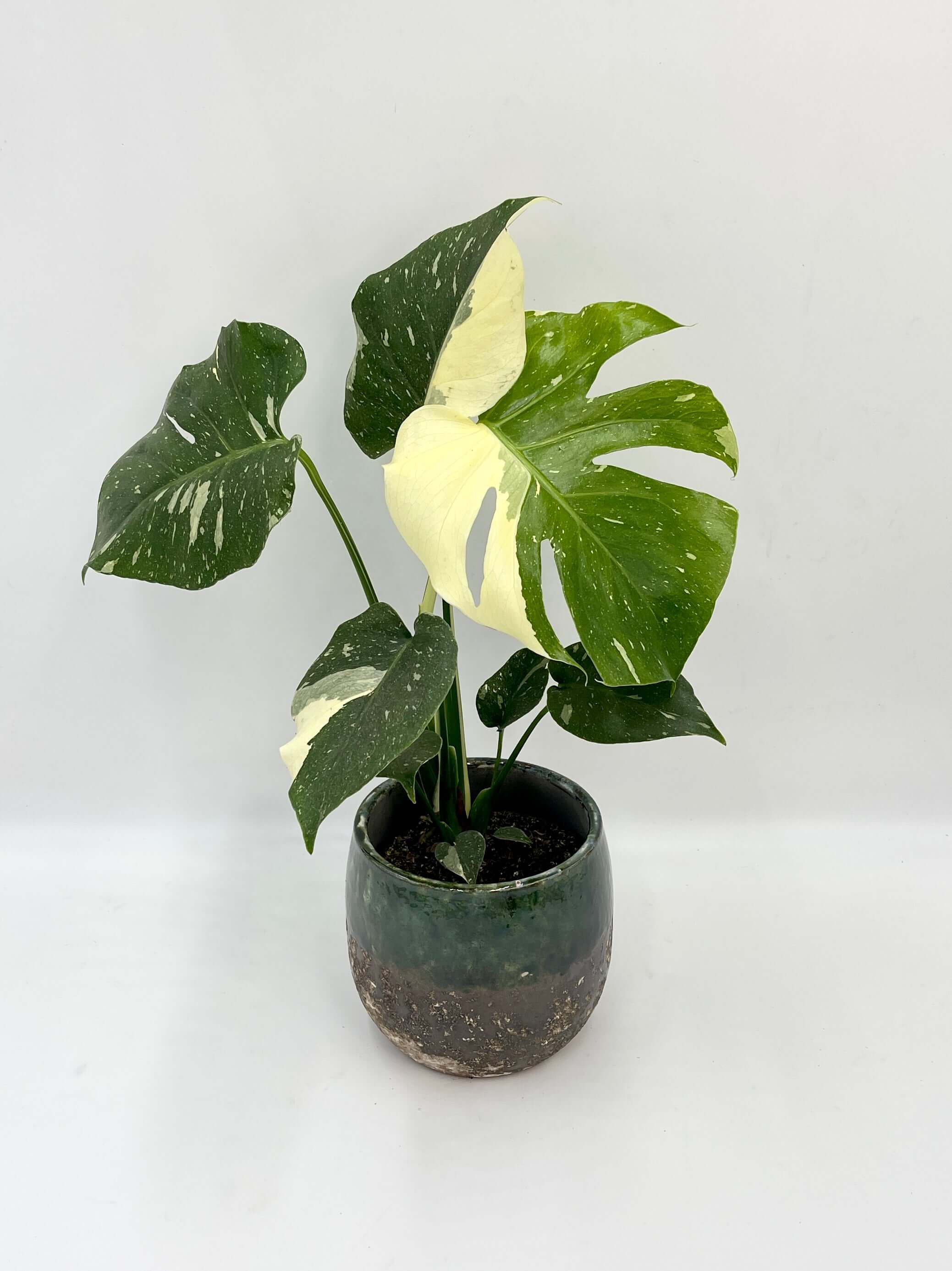Monstera Thai Constellation, Variegated Monstera, Rare Aroid, Indoor Statement Plant, 12cm Pot