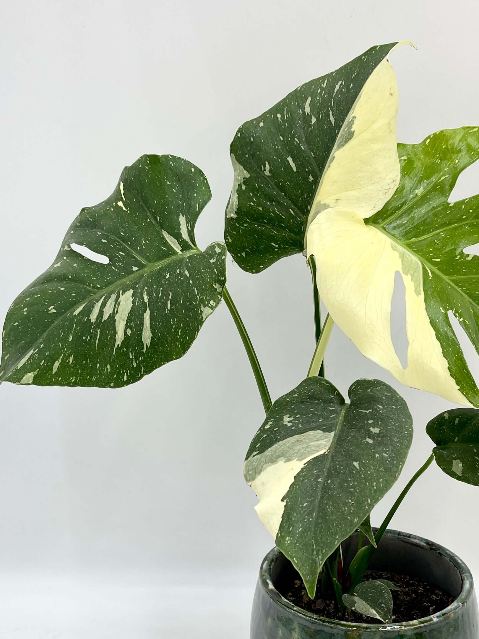 Monstera Thai Constellation, Variegated Monstera, Rare Aroid, Indoor Statement Plant, 12cm Pot
