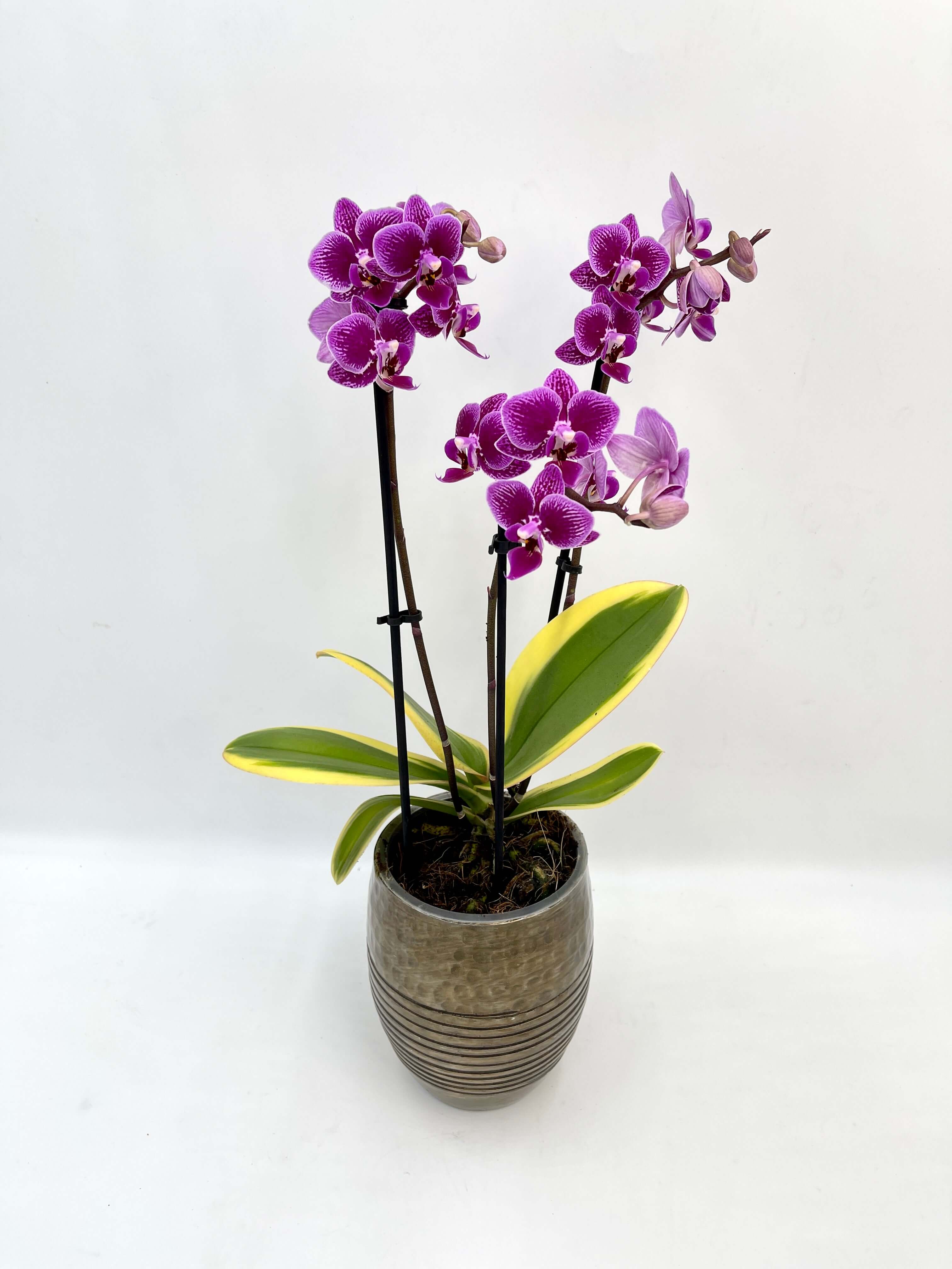 Variegated Phalaenopsis Chia E Yenlin Orchid