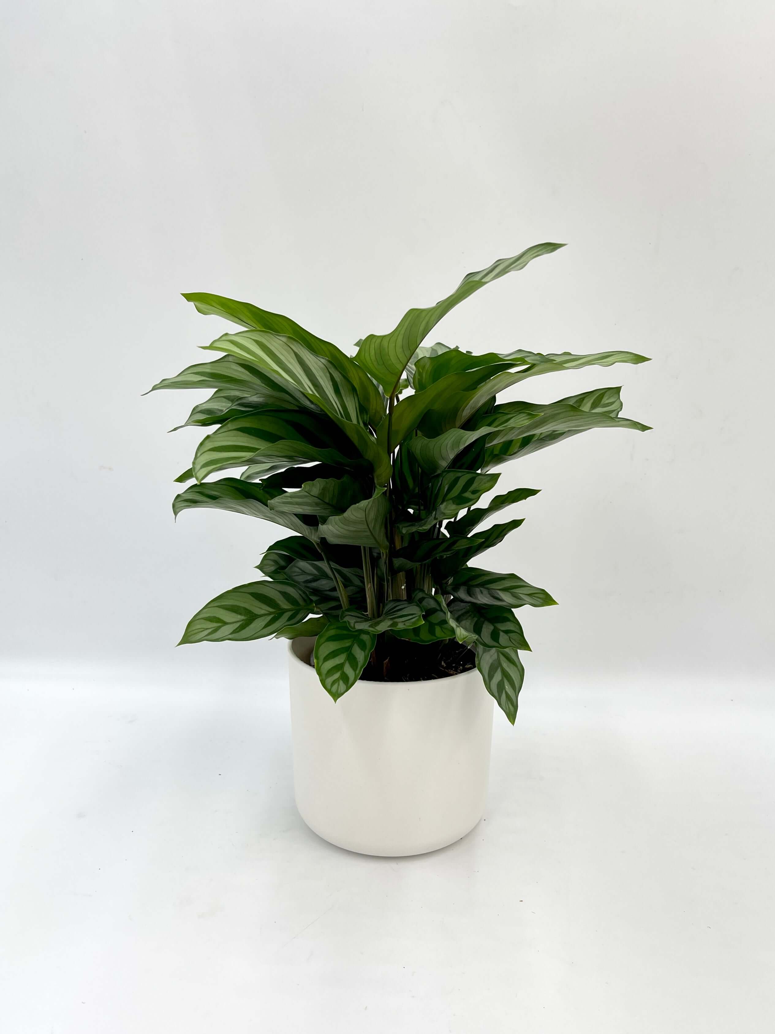 Calathea Freddie | Prayer Plant | Marantaceae Family | Pet-Friendly Houseplant