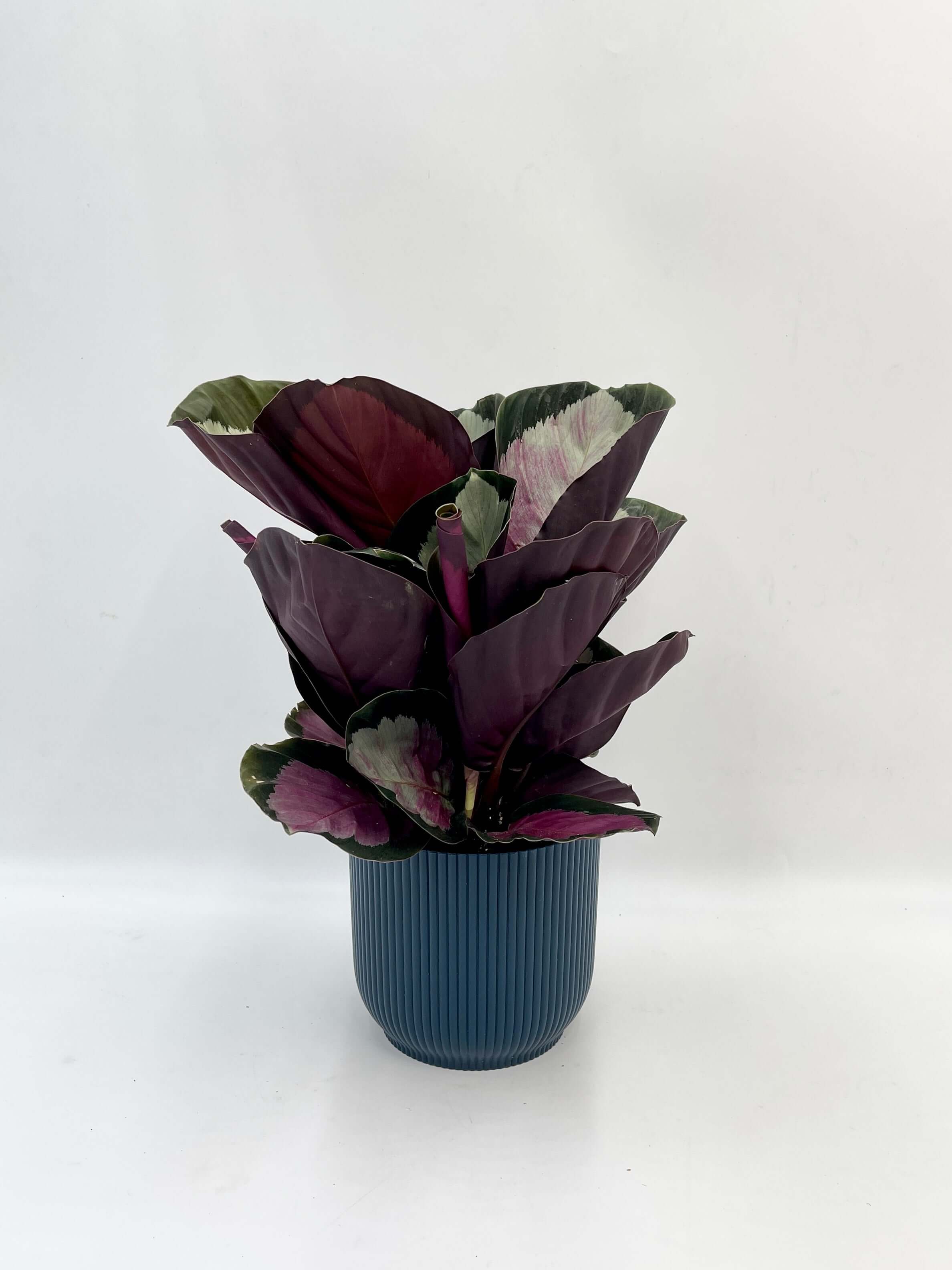 Calathea Roseopicta Rosy, Rose Painted Calathea, Houseplant with Pink Foliage