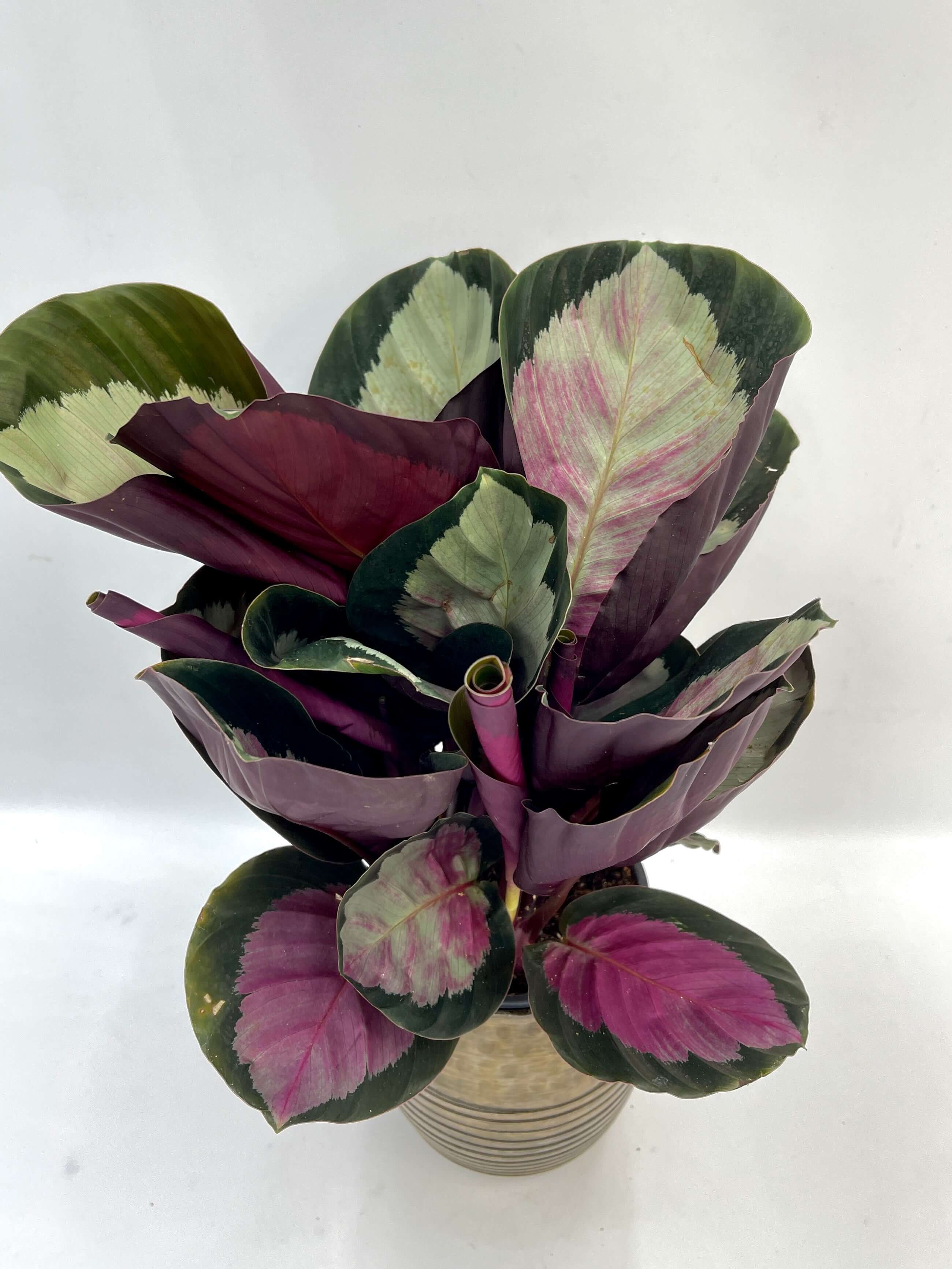Calathea Roseopicta Rosy, Rose Painted Calathea, Houseplant with Pink Foliage