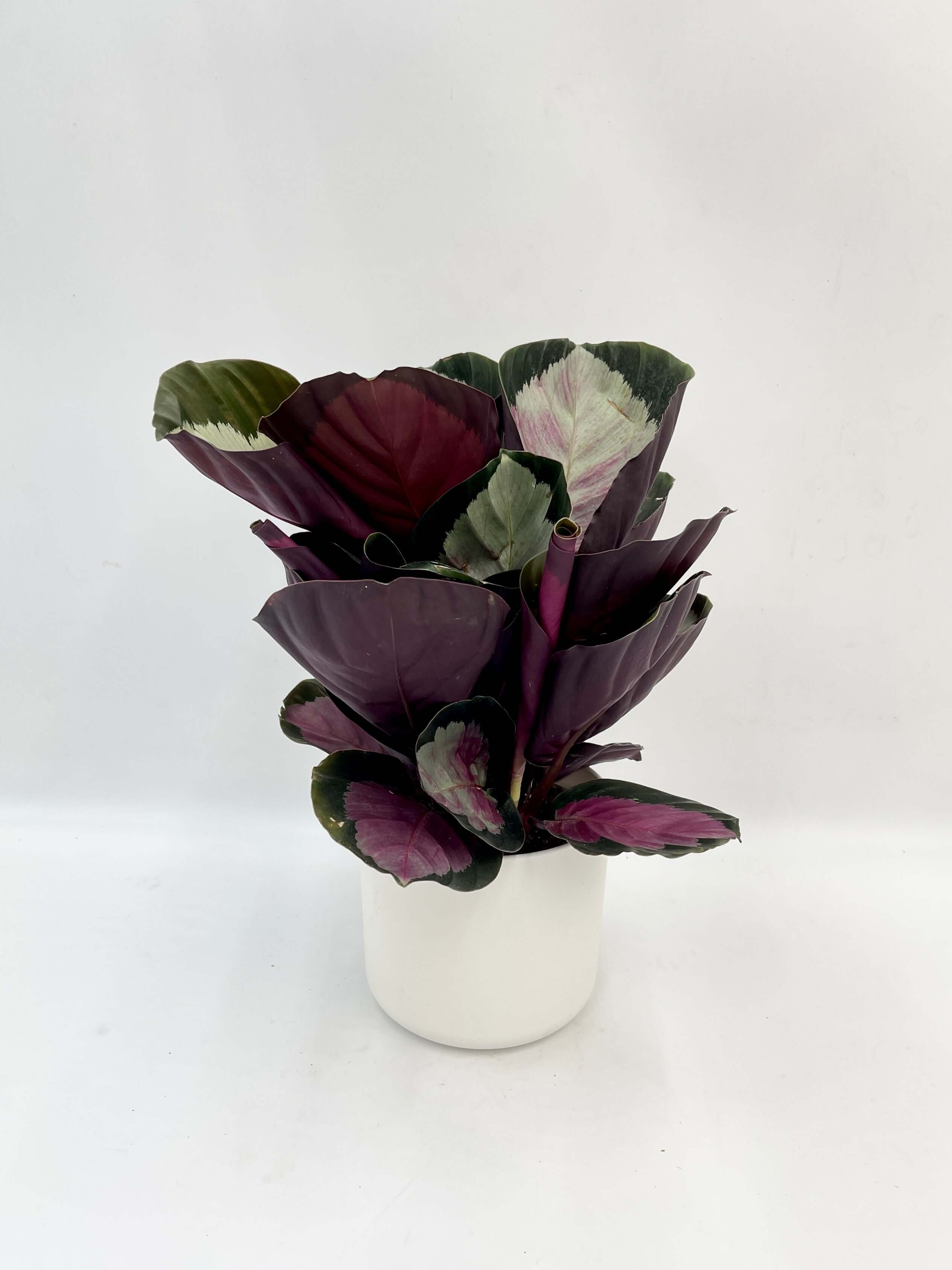 Calathea Roseopicta Rosy, Rose Painted Calathea, Houseplant with Pink Foliage