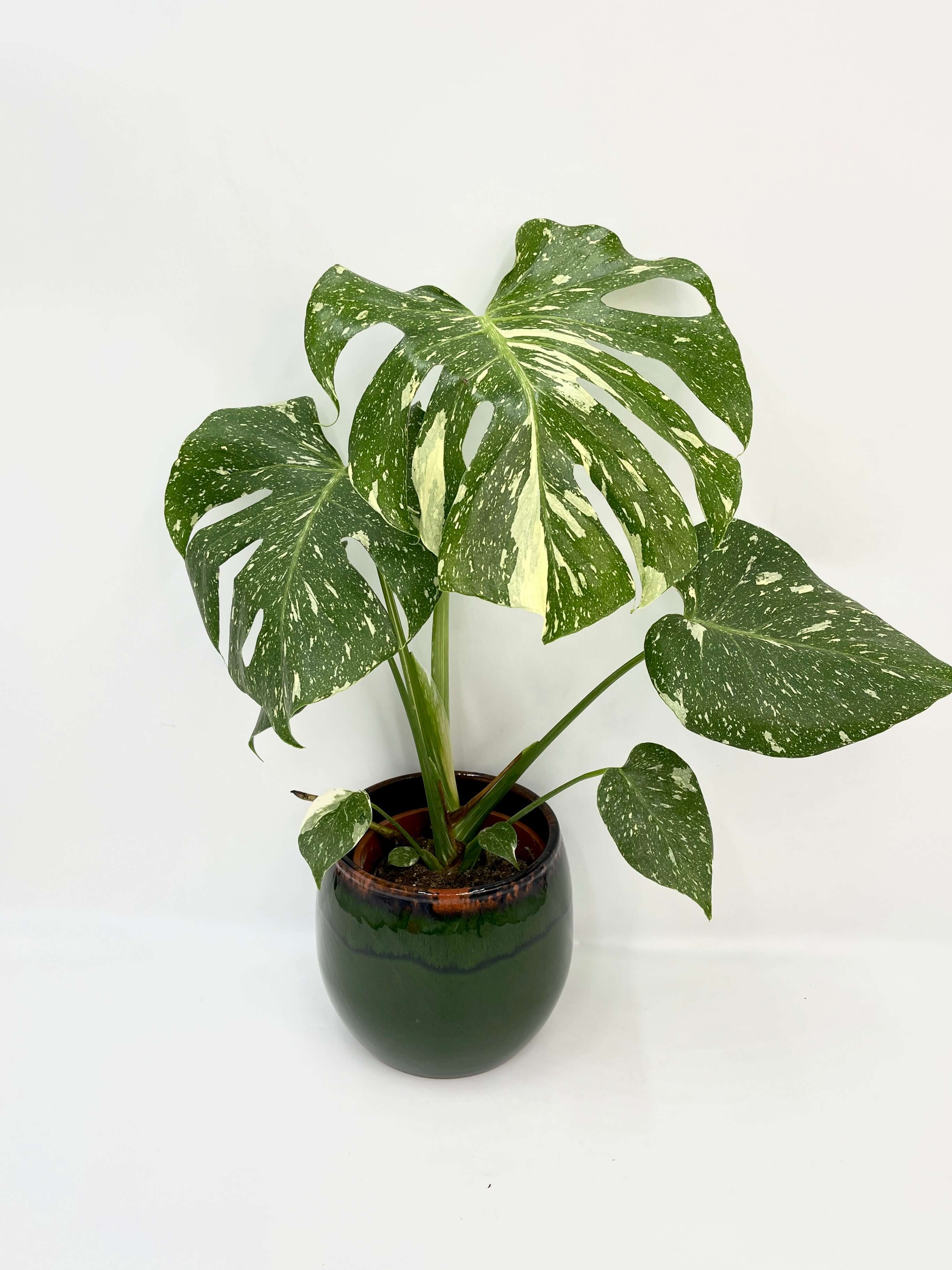 Monstera Thai Constellation, Variegated Monstera, Rare Aroid, Indoor Statement Plant, 12cm Pot