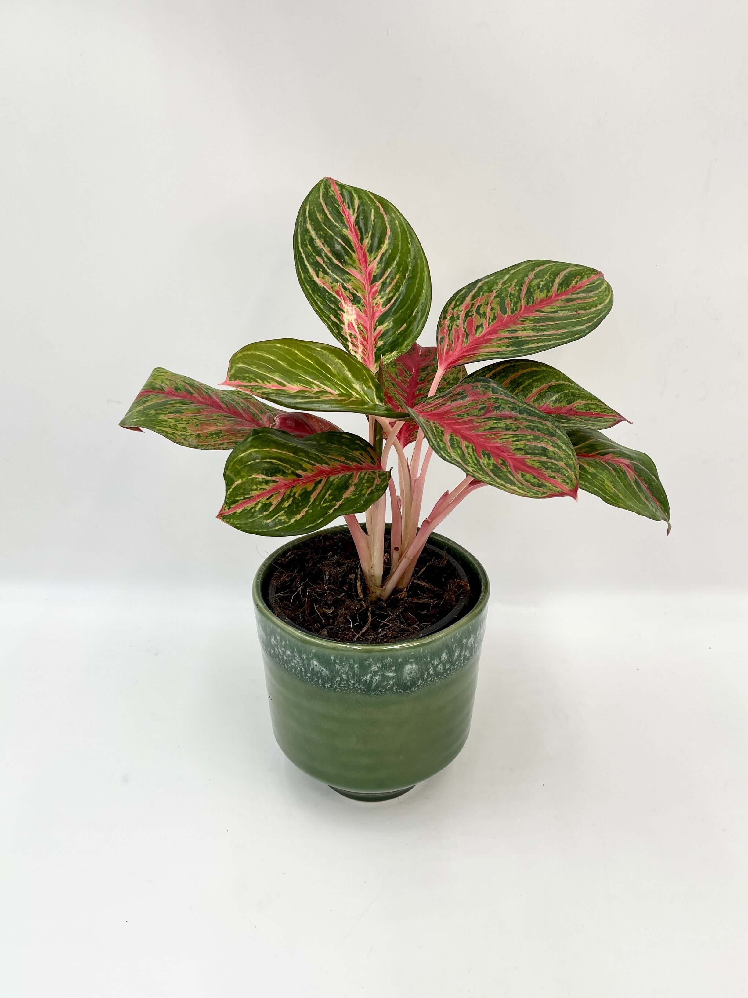 Aglaonema Beauty - Chinese Evergreen Houseplants, Ideal Gift for Plant Lovers