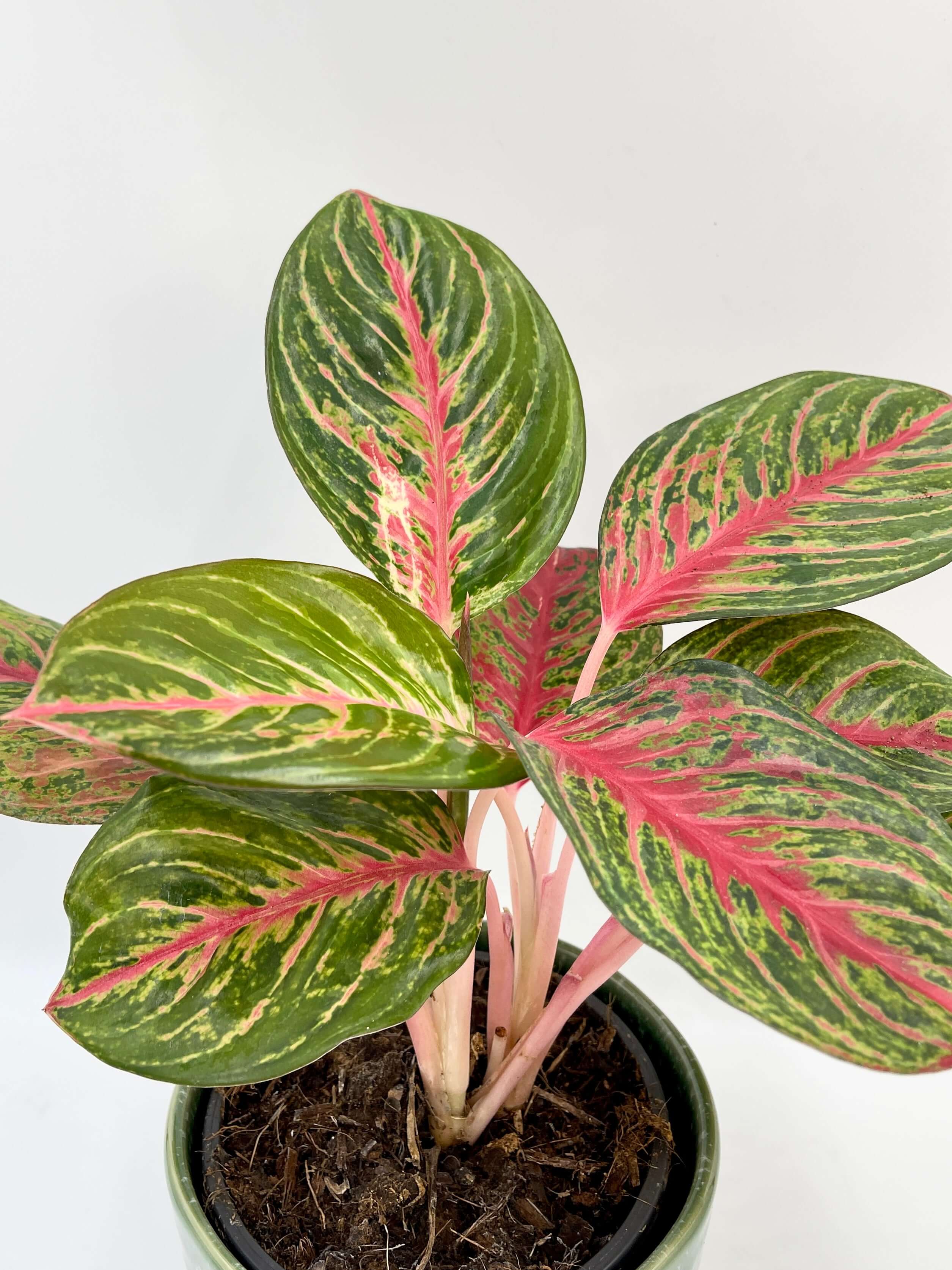 Aglaonema Beauty - Chinese Evergreen Houseplants, Ideal Gift for Plant Lovers