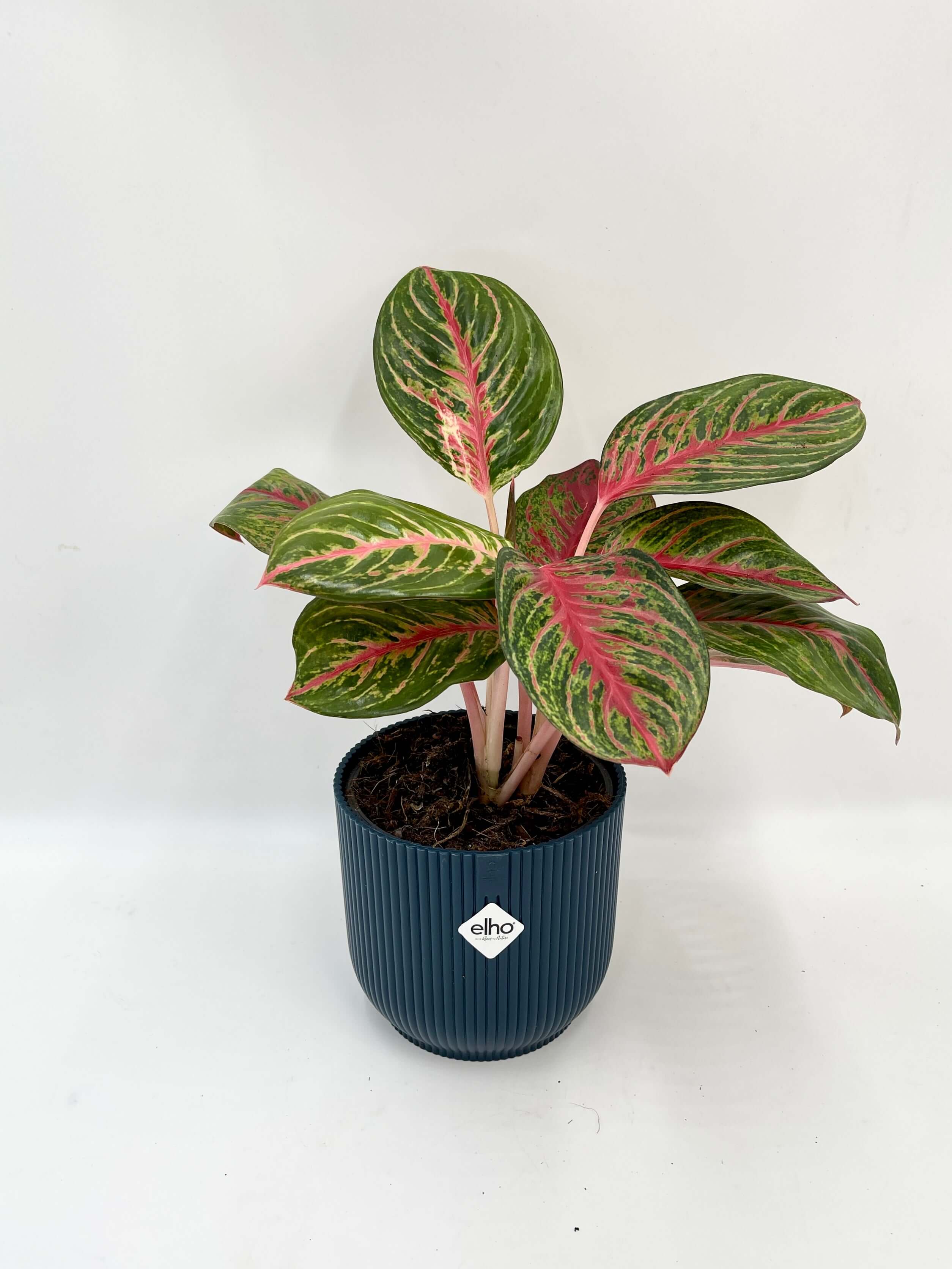 Aglaonema Beauty - Chinese Evergreen Houseplants, Ideal Gift for Plant Lovers