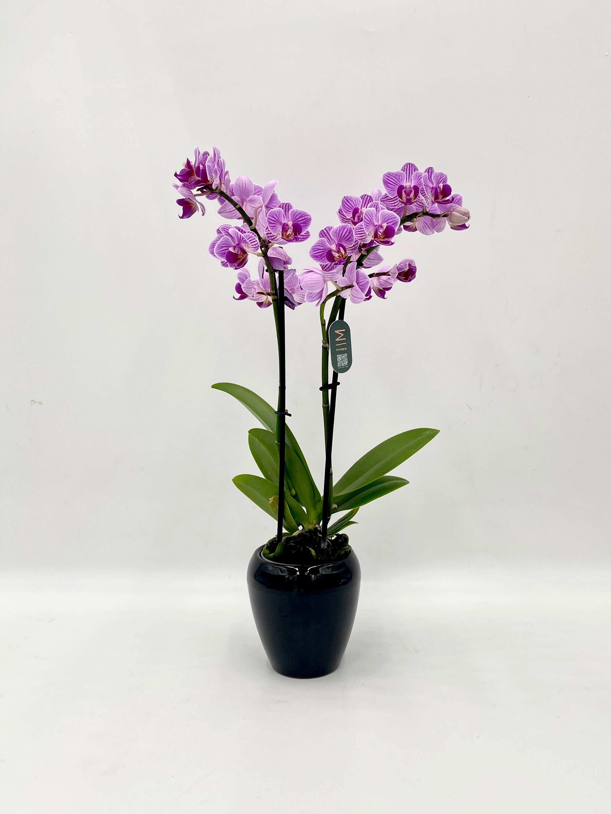 Mini Purple Orchid, Phalaenopsis Jiuhbao Vivien
