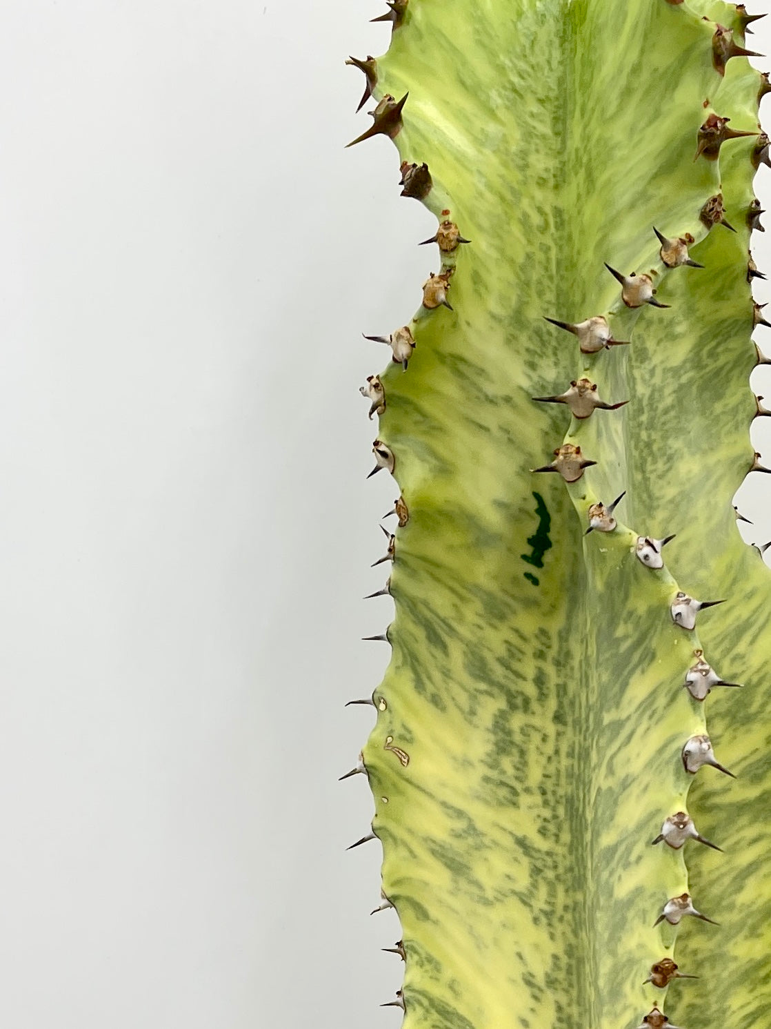 Euphorbia marmorata Variegata, 50-60cm