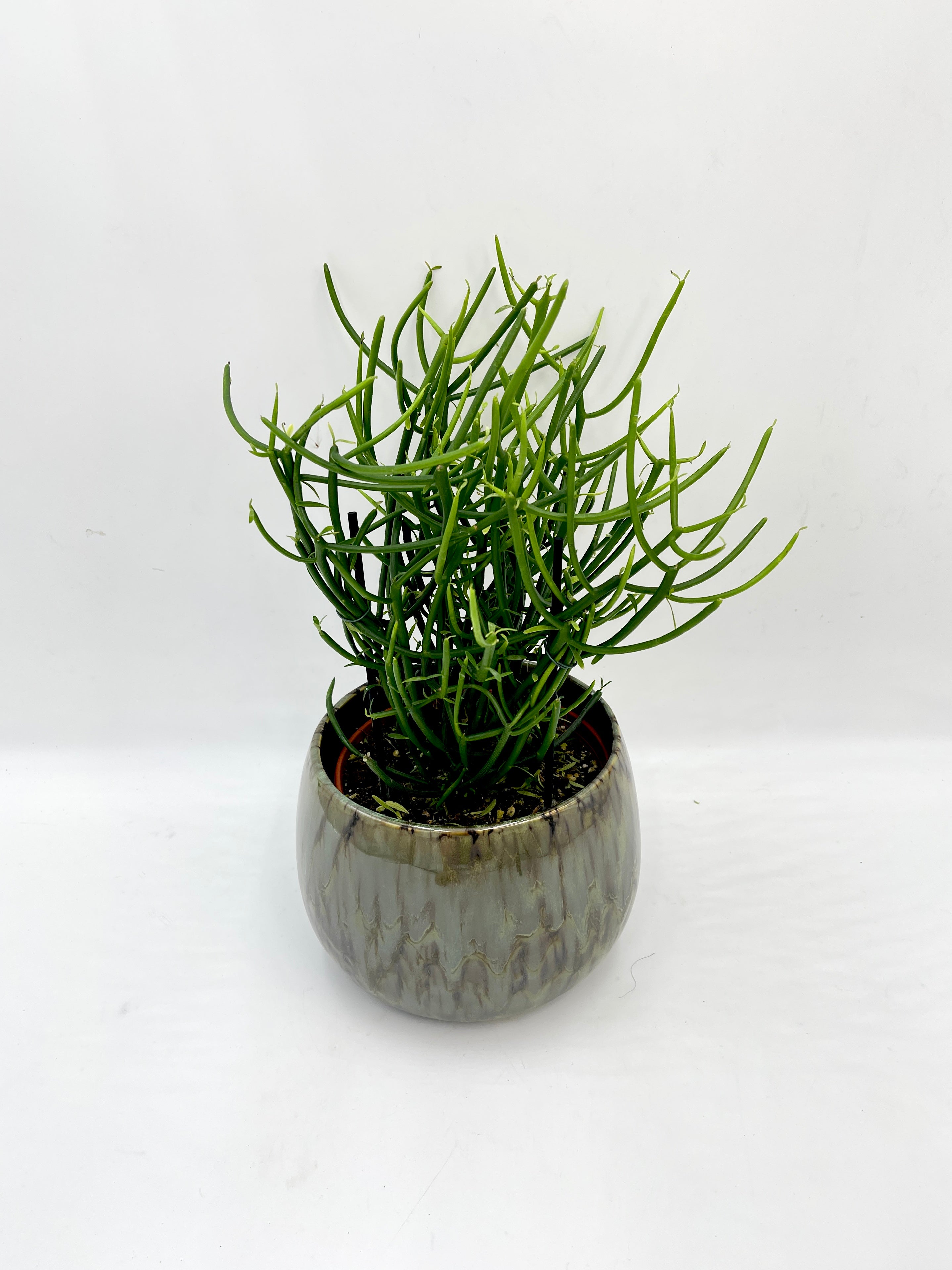 Euphorbia tirucalli -Pencil Cactus Plant | Easy Care Succulent Houseplant