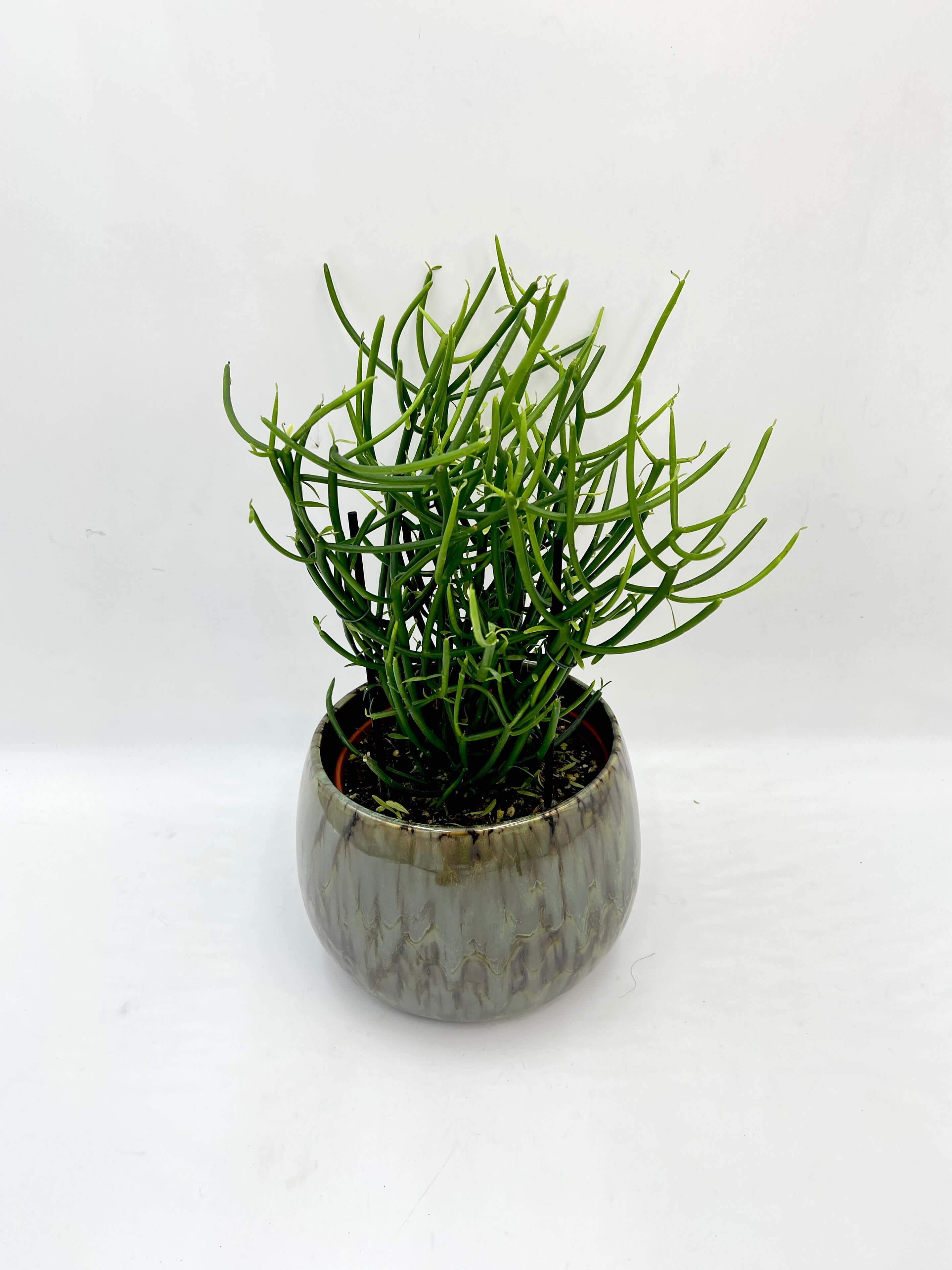Euphorbia Tirucalli - Pencil Cactus Plant - Easy Care Succulent