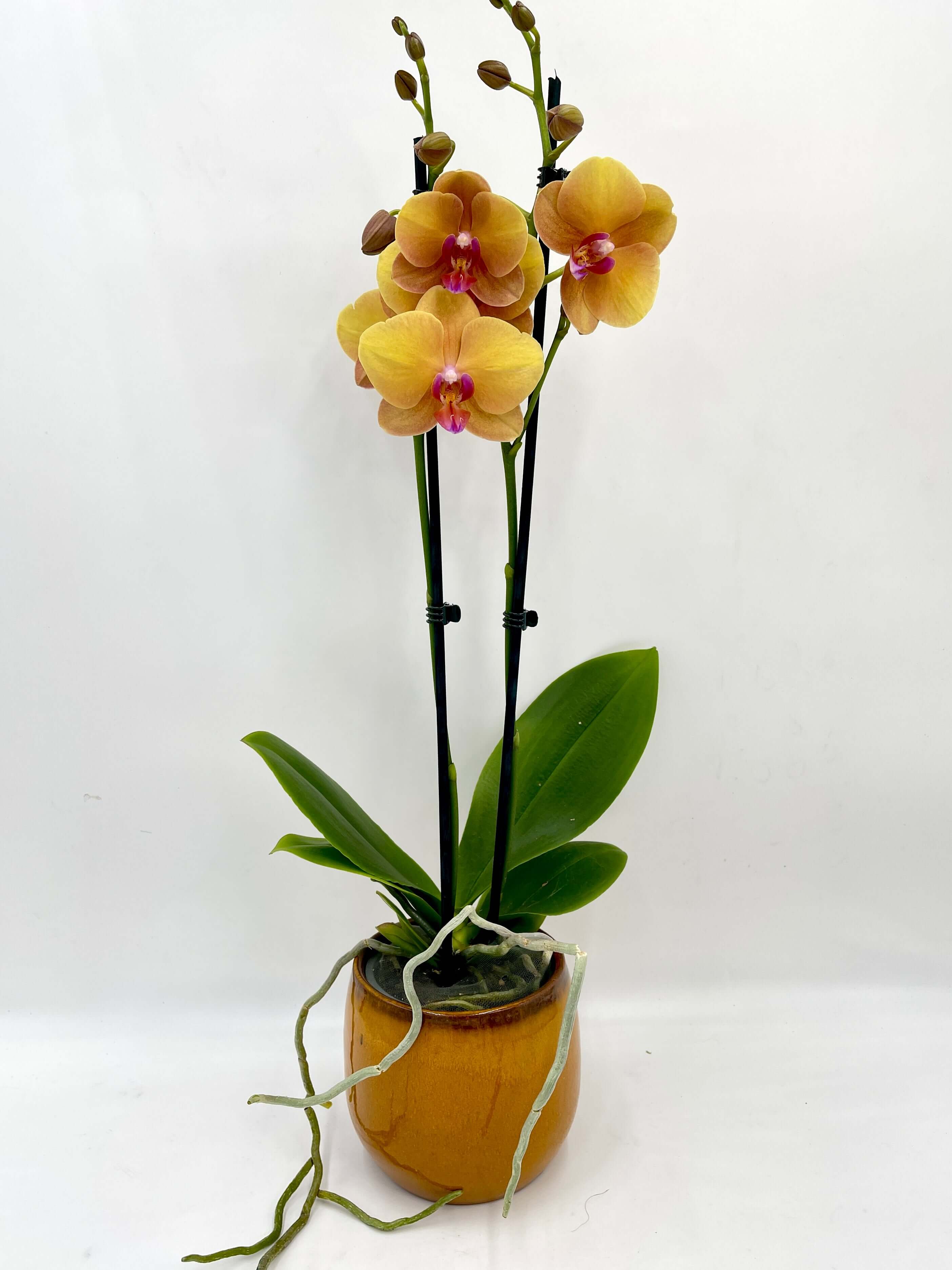 Phalaenopsis Orchid Buddha – Elegant Indoor Orchid Plant - Houseplant