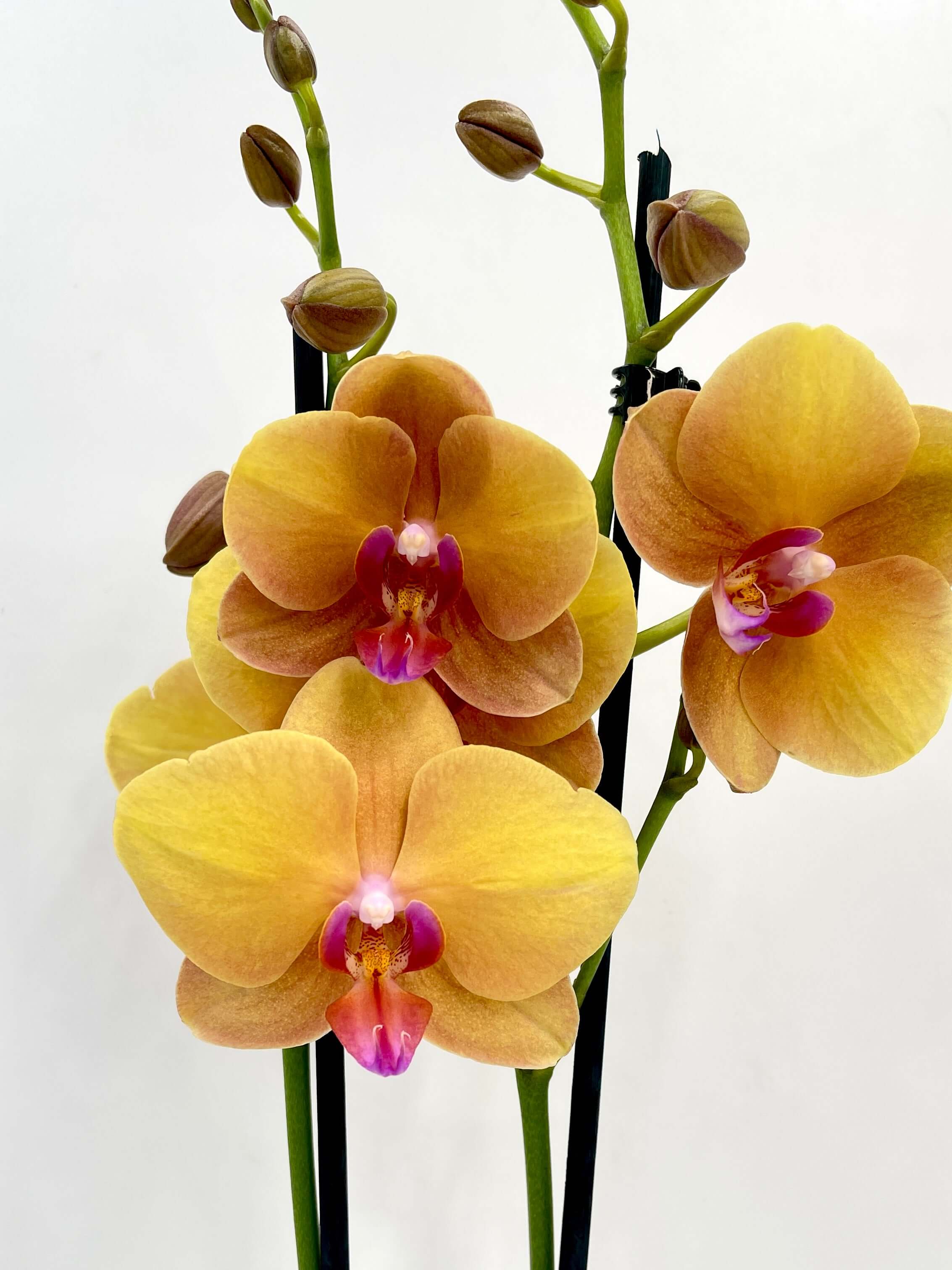 Phalaenopsis Orchid Buddha – Elegant Indoor Orchid Plant - Houseplant
