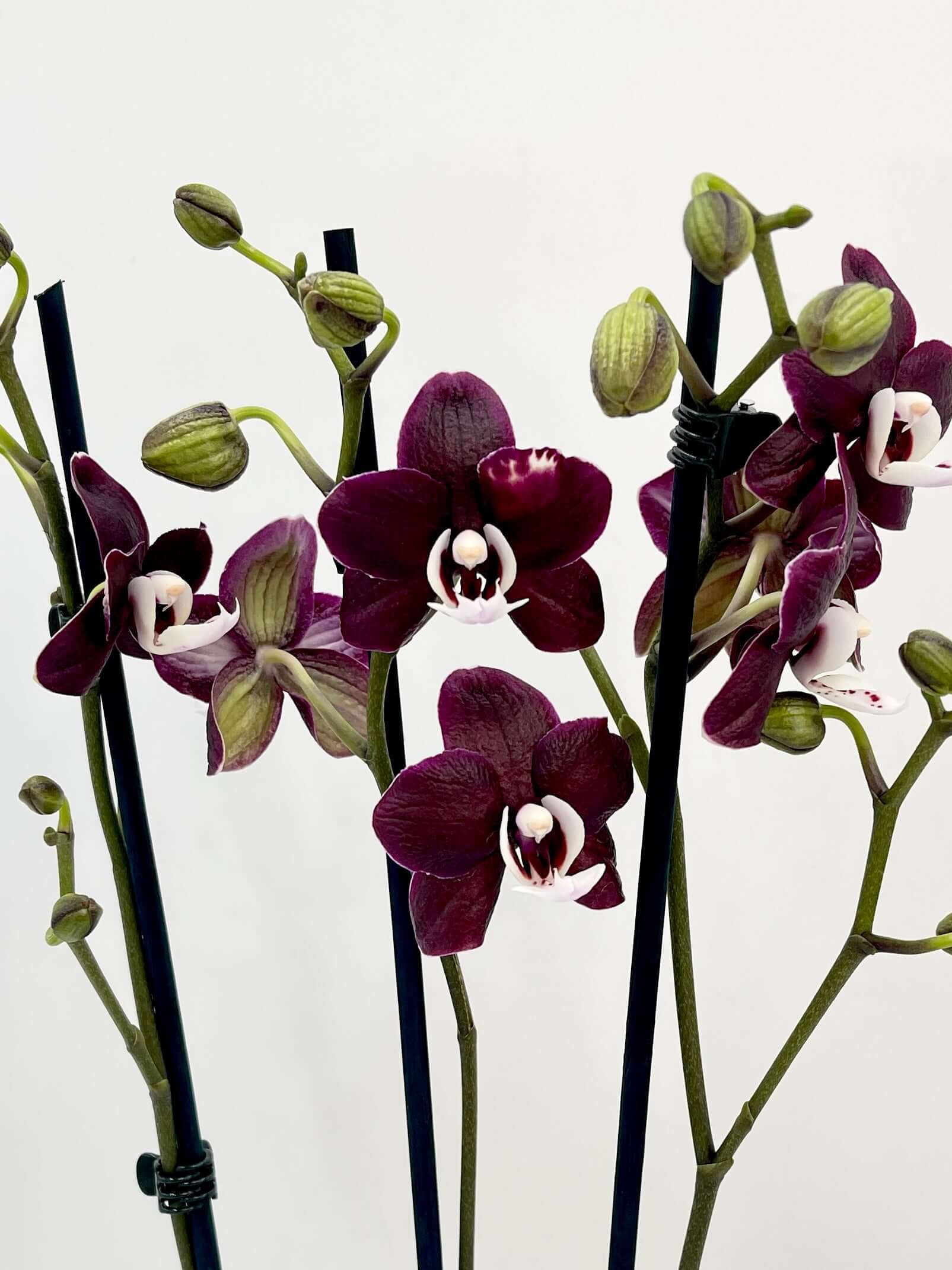 Phalaenopsis Orchid Kaoda Twinkle - Rare Exotic Orchid