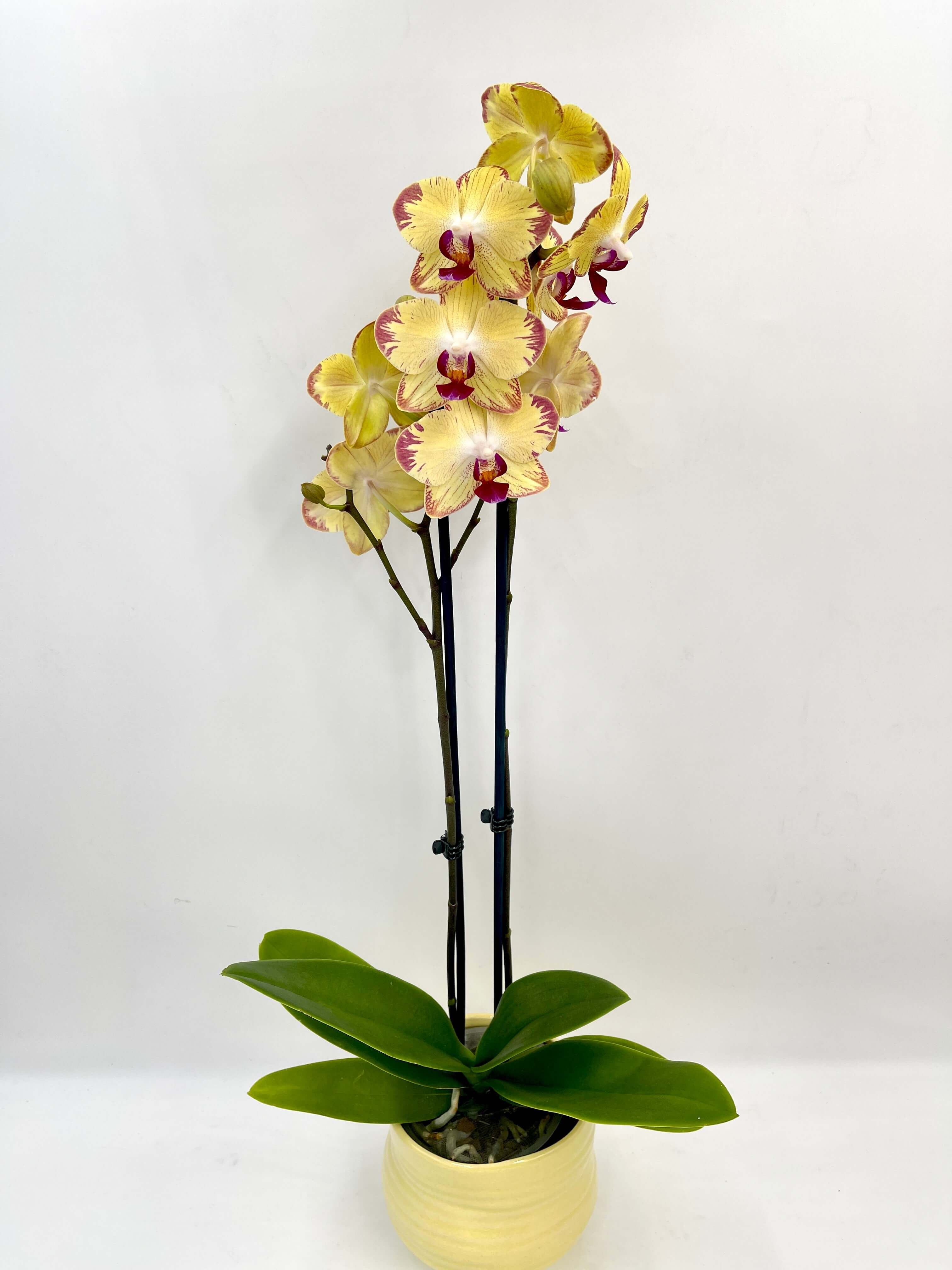 Phalaenopsis Orchid Papagayo - Rare Colourful Orchid - Houseplant