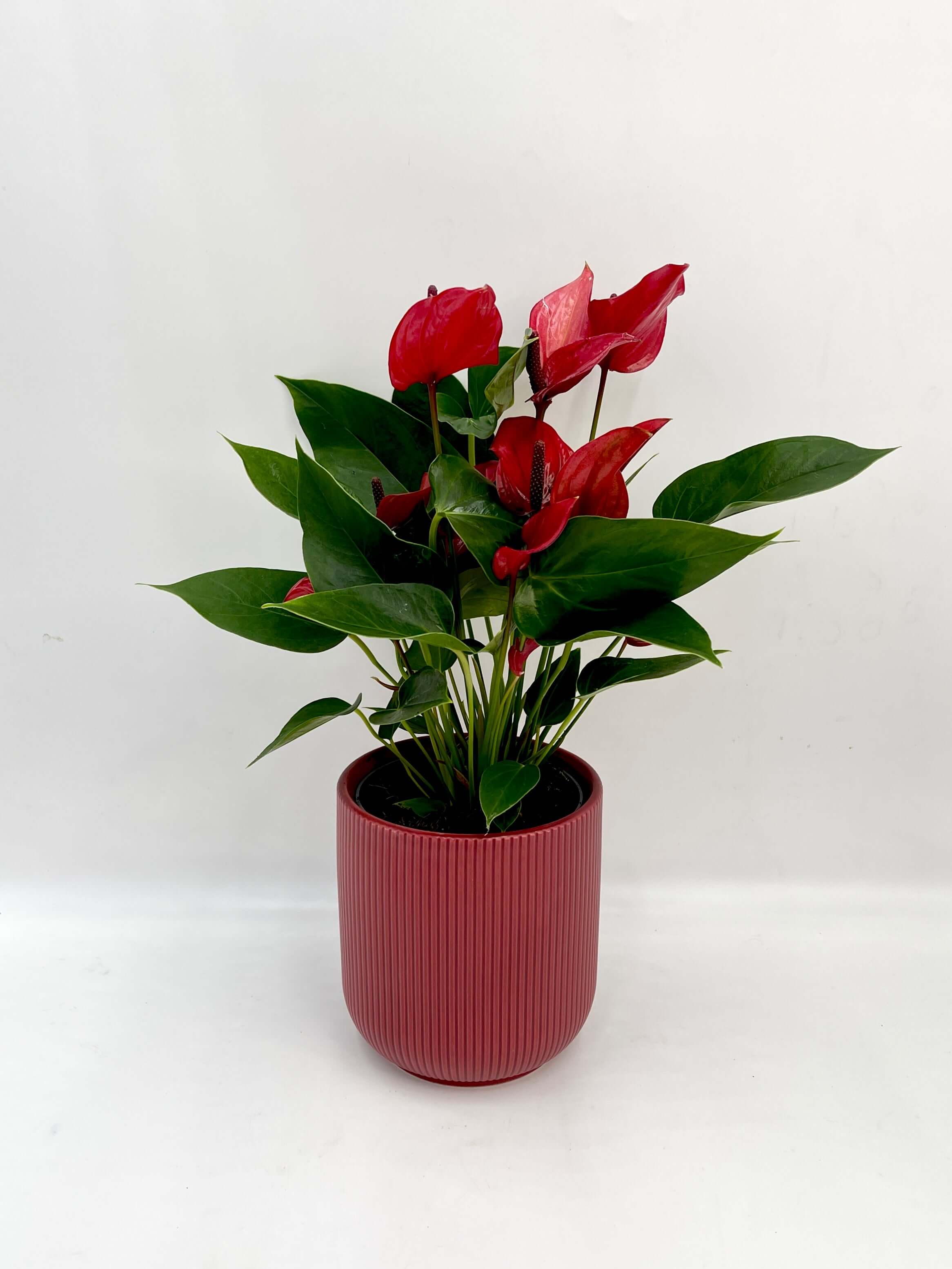 Plant gifts, Anthurium Lava, Red Flowering Plant in Red Pot