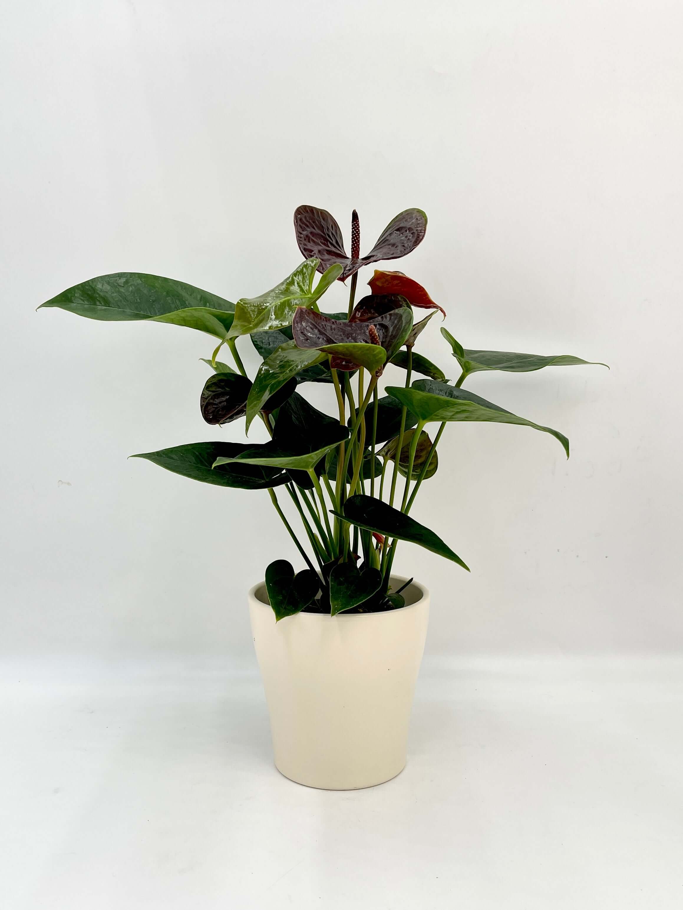Anthurium Black Love – A Black Flowering Anthurium Plant