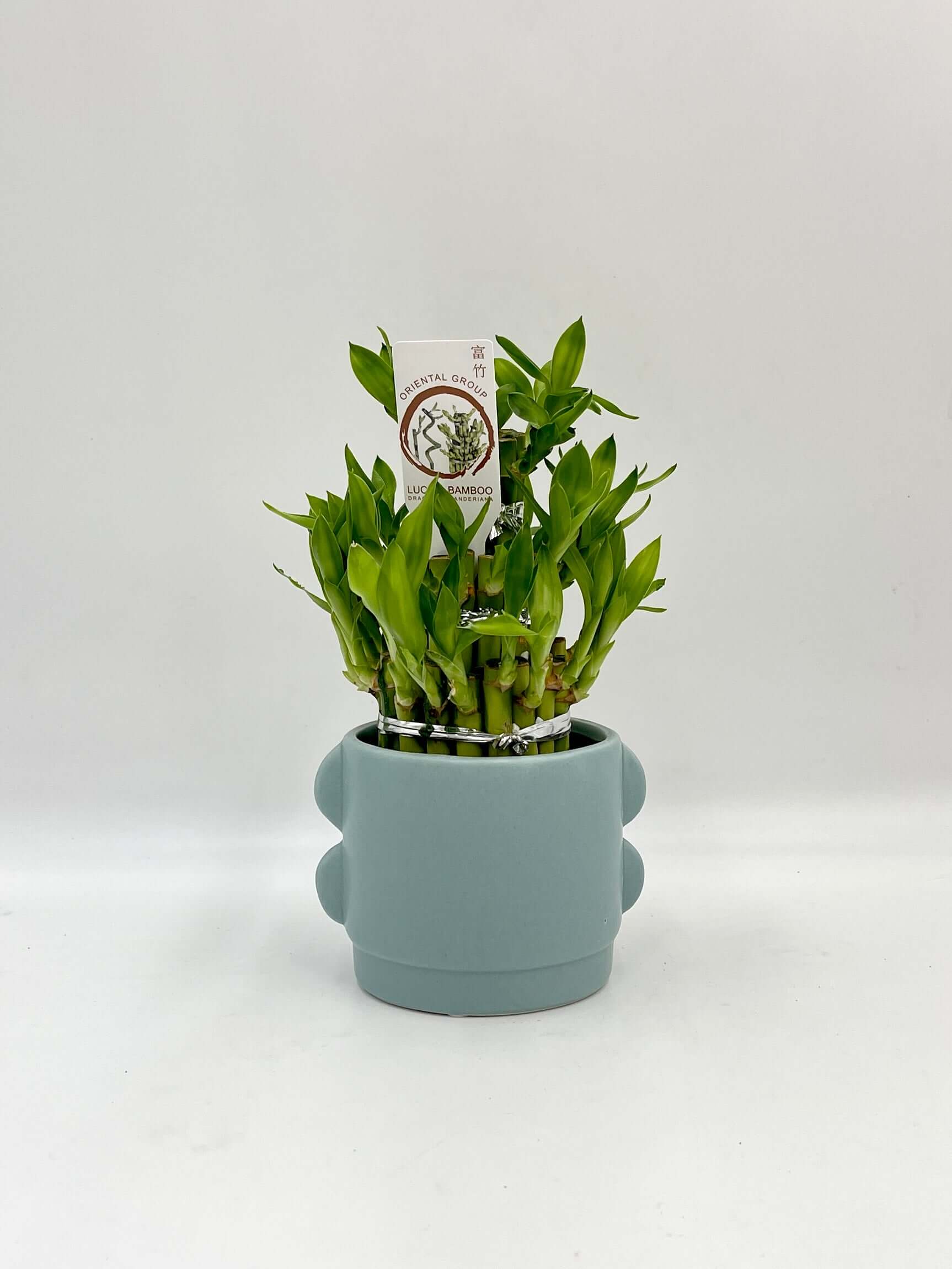 Dracaena Sanderiana, Water Bamboo Houseplant in the Ceramic