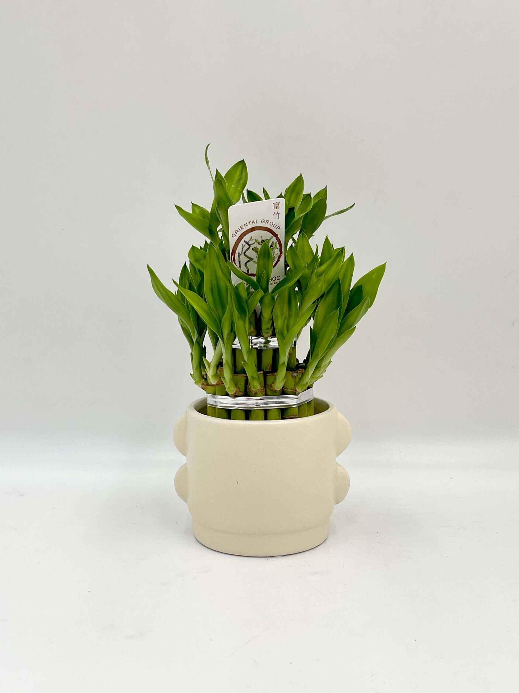 Dracaena Sanderiana, Water Bamboo Houseplant in the Ceramic